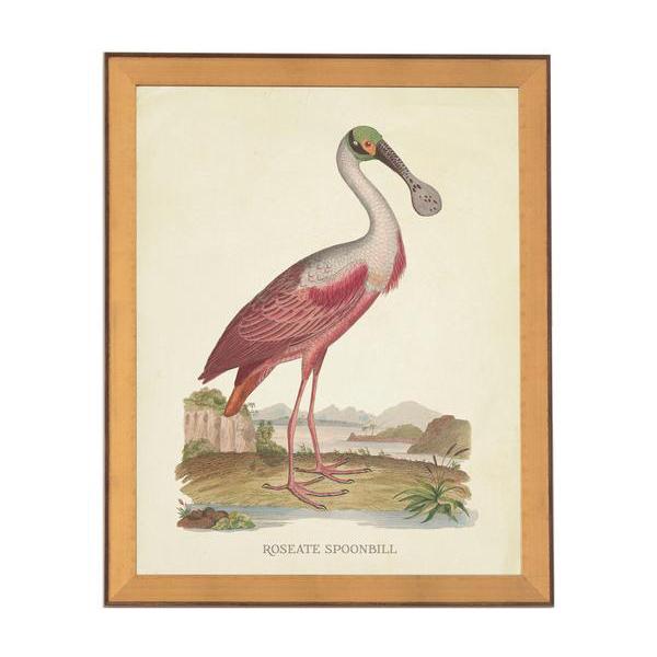 White Spoonbill Print