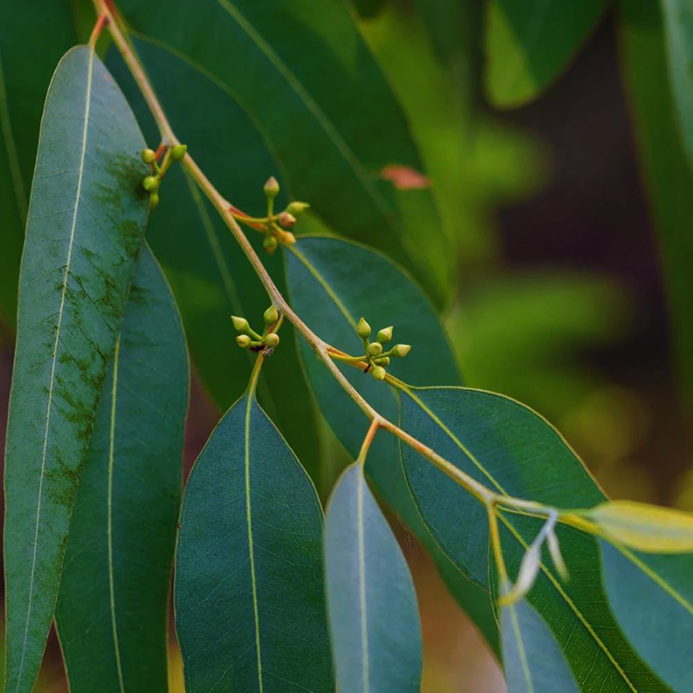 Organic Eucalyptus Essential Oil (Eucalyptus Globulus)