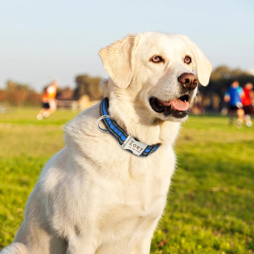 Design Dog Collar with Name Tag | Nylon Innovative Dog Collar