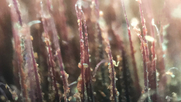 brush under microscope