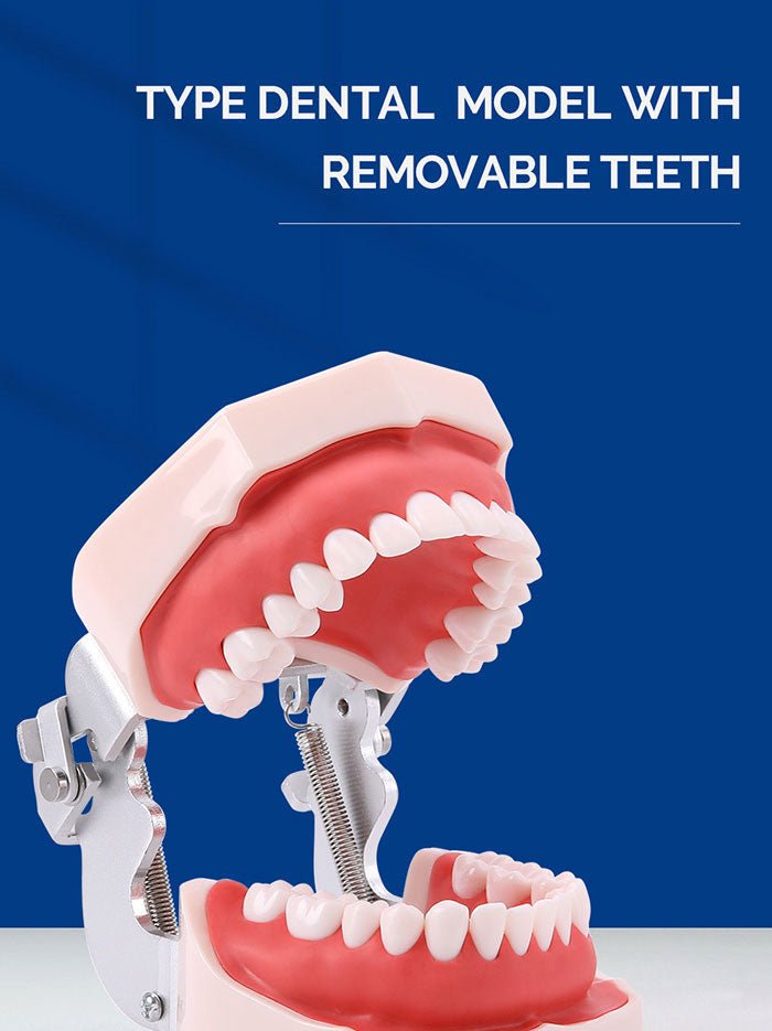 Dental Resin Training Typodont Teeth Model 28 Permanent Teeth with Removable Teeth