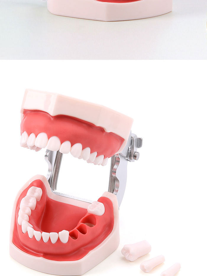 Dental Resin Training Typodont Teeth Model 28 Permanent Teeth with Removable Teeth Dental Resin Training Typodont Teeth Model 28 Permanent Teeth with Removable Teeth