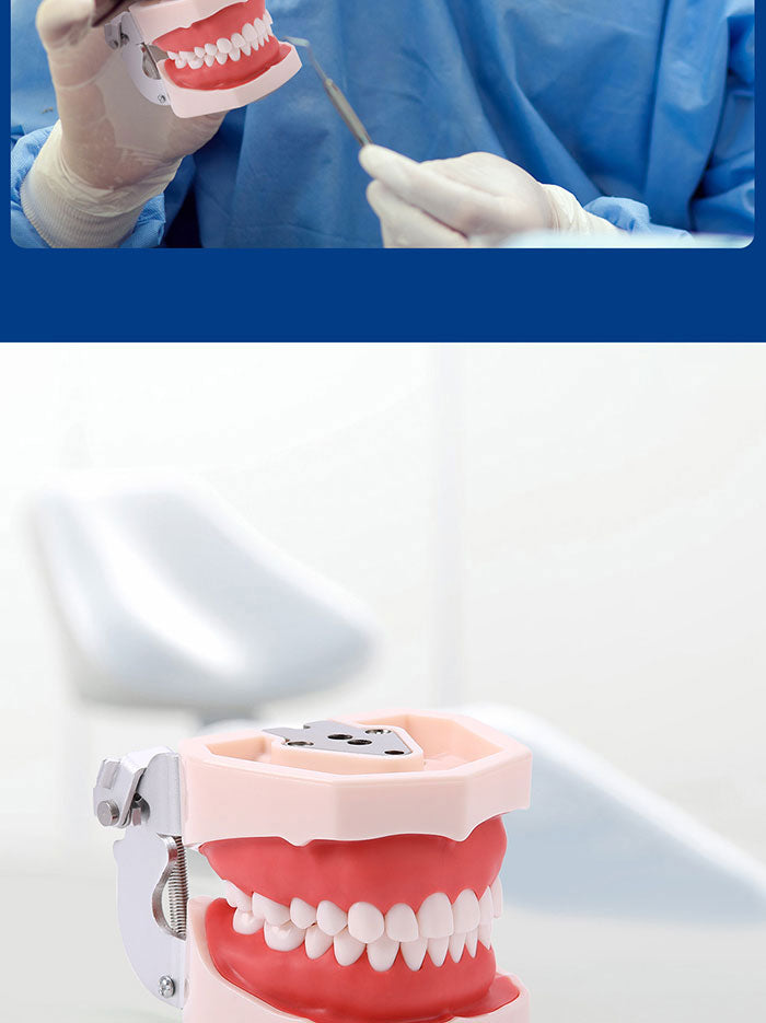 Dental Resin Training Typodont Teeth Model 28 Permanent Teeth with Removable Teeth