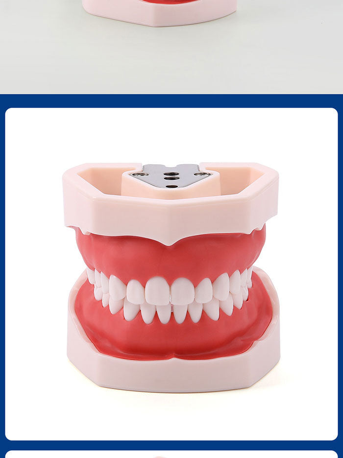Dental Resin Training Typodont Teeth Model 28 Permanent Teeth with Removable Teeth