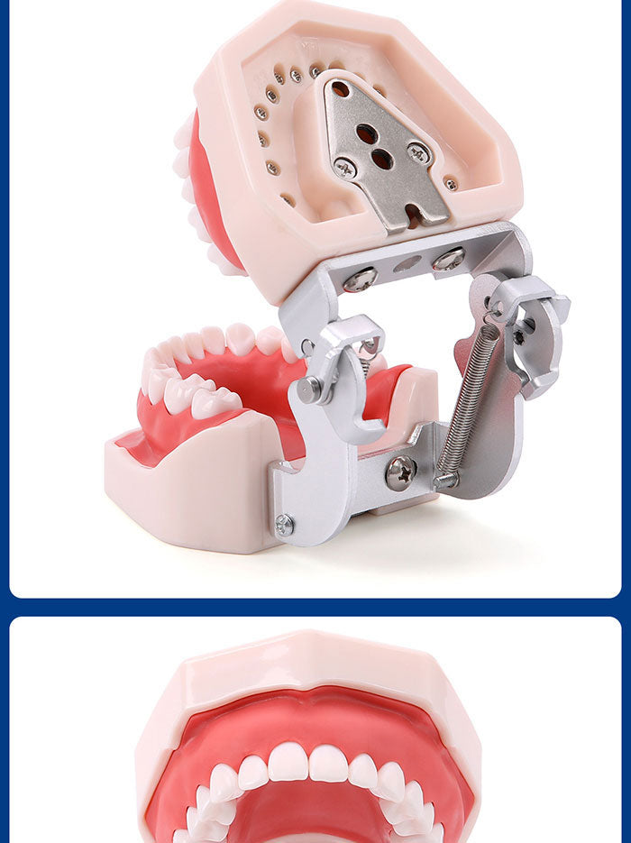 Dental Resin Training Typodont Teeth Model 28 Permanent Teeth with Removable Teeth