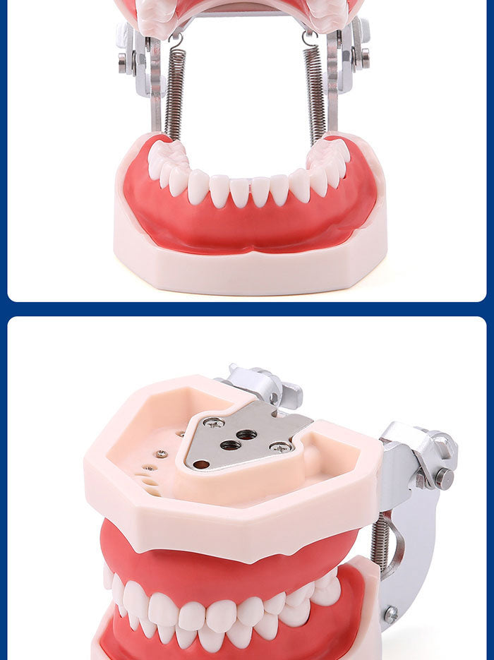 Dental Resin Training Typodont Teeth Model 28 Permanent Teeth with Removable Teeth Dental Resin Training Typodont Teeth Model 28 Permanent Teeth with Removable Teeth