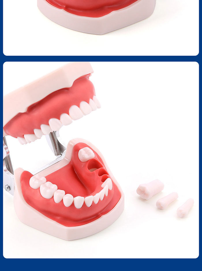 Dental Resin Training Typodont Teeth Model 28 Permanent Teeth with Removable Teeth Dental Resin Training Typodont Teeth Model 28 Permanent Teeth with Removable Teeth