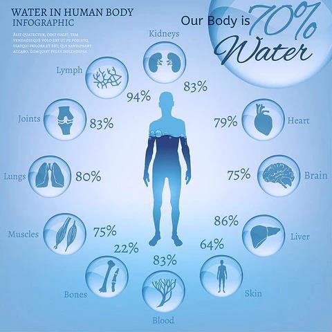 where does water go when you drink it