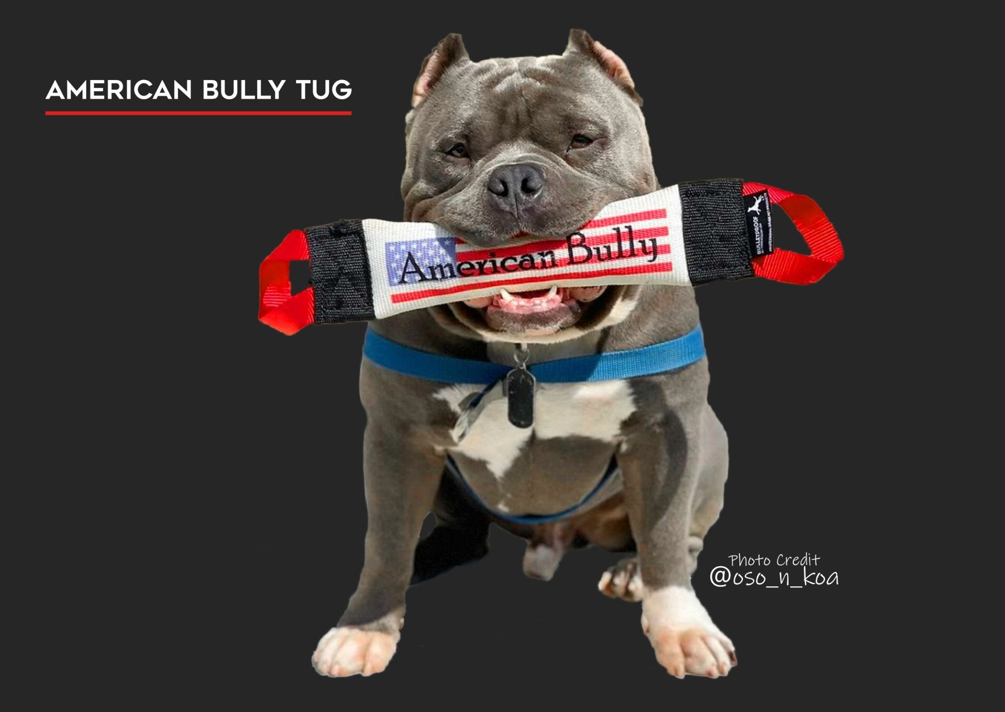 American Bully Fire Hose Training Tug