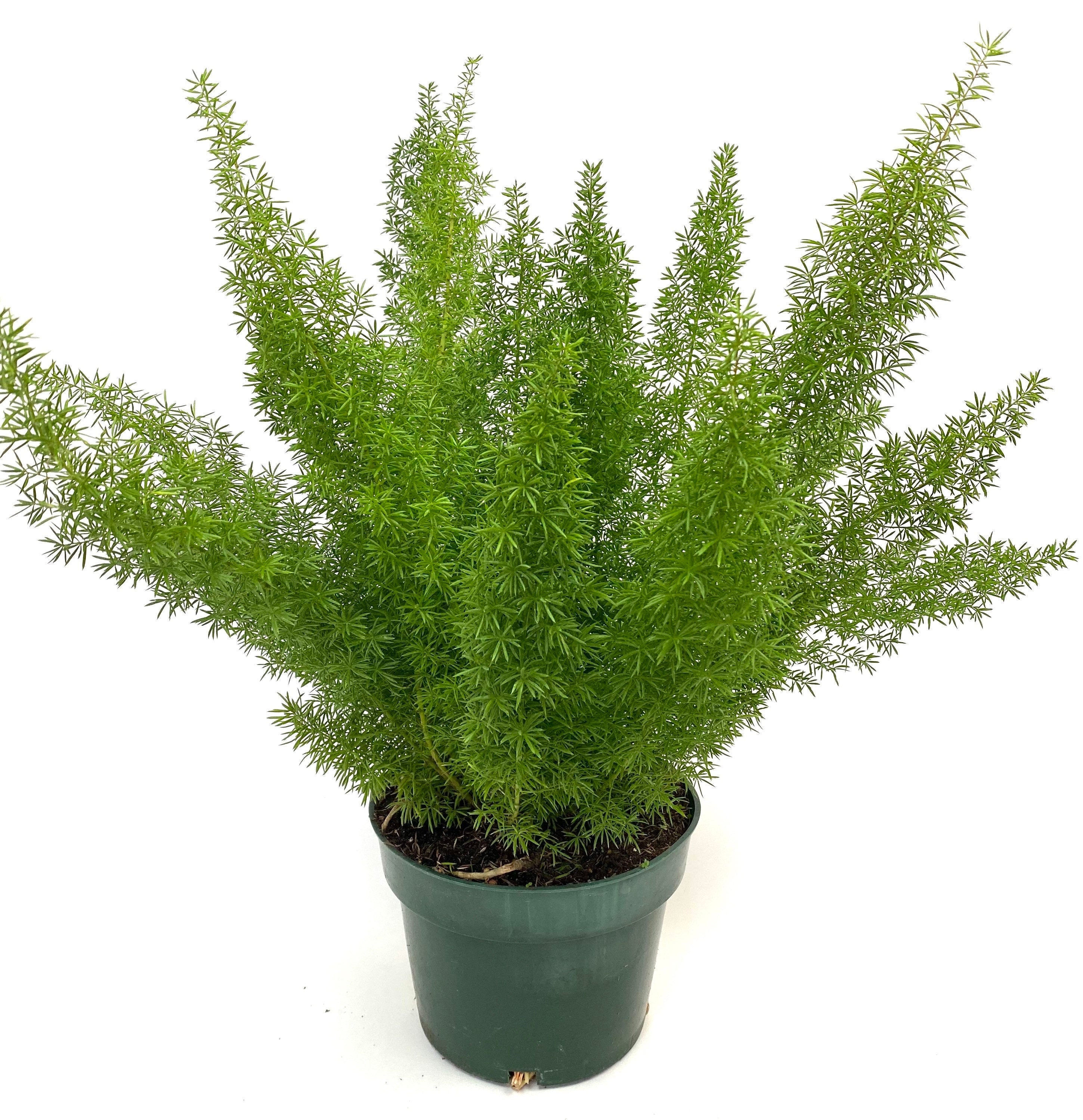 Foxtail Fern, Asparagus Fern