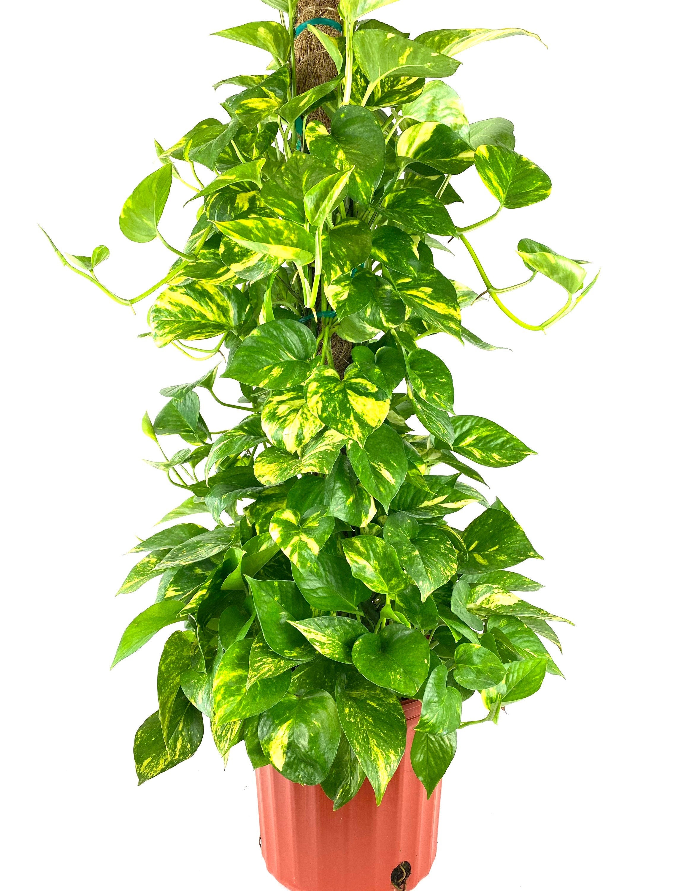 Golden Pothos in Trellis, Epipremnum Aureum