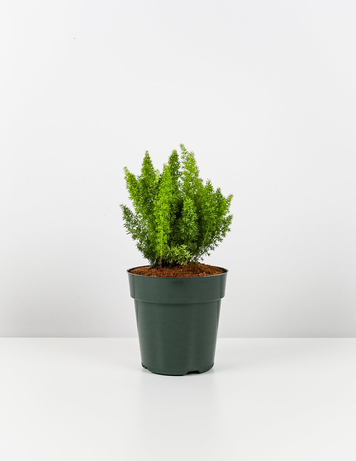 Foxtail Fern, Asparagus Fern