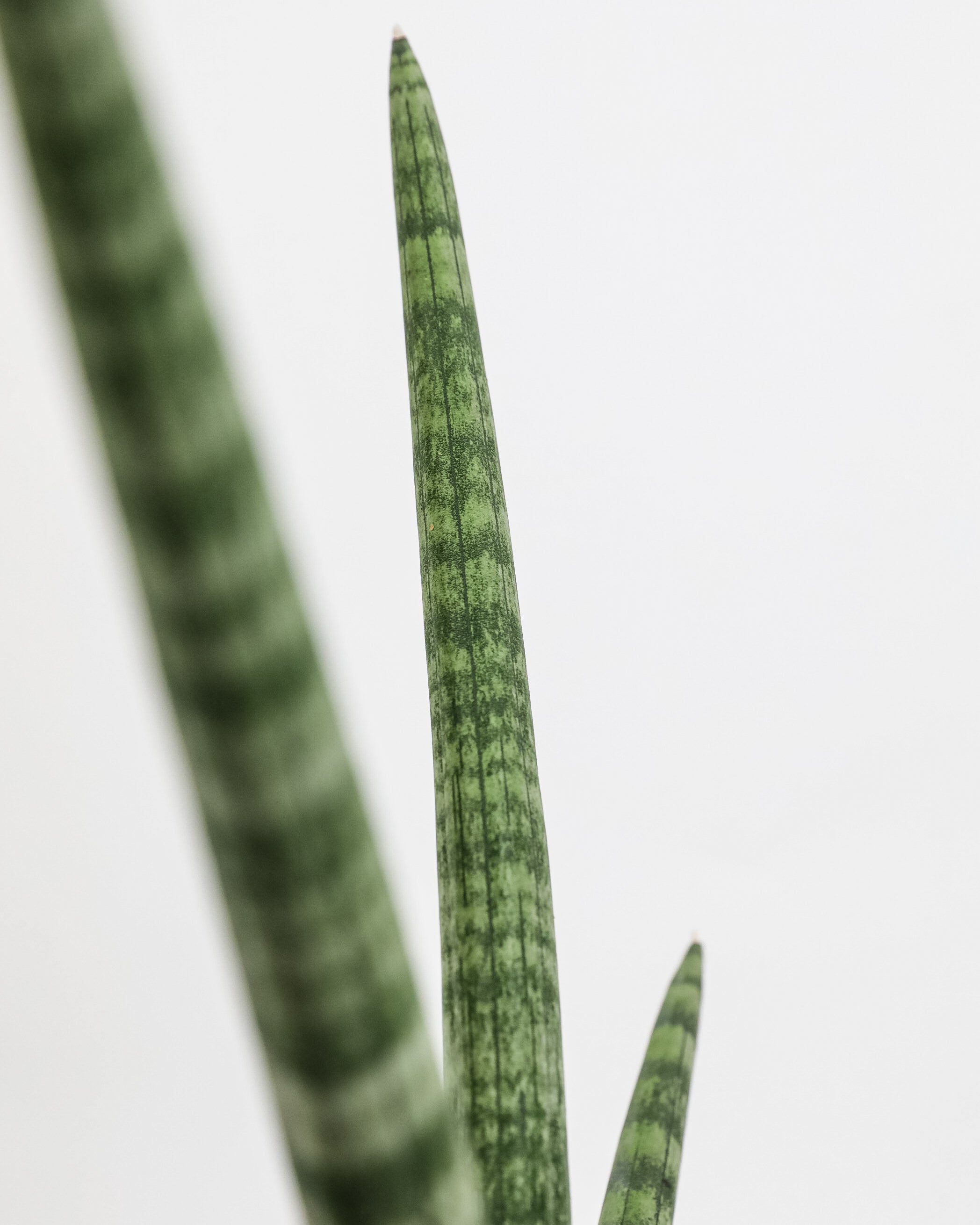 Sansevieria Starfish, Boncel Cylindrica, Snake Plant