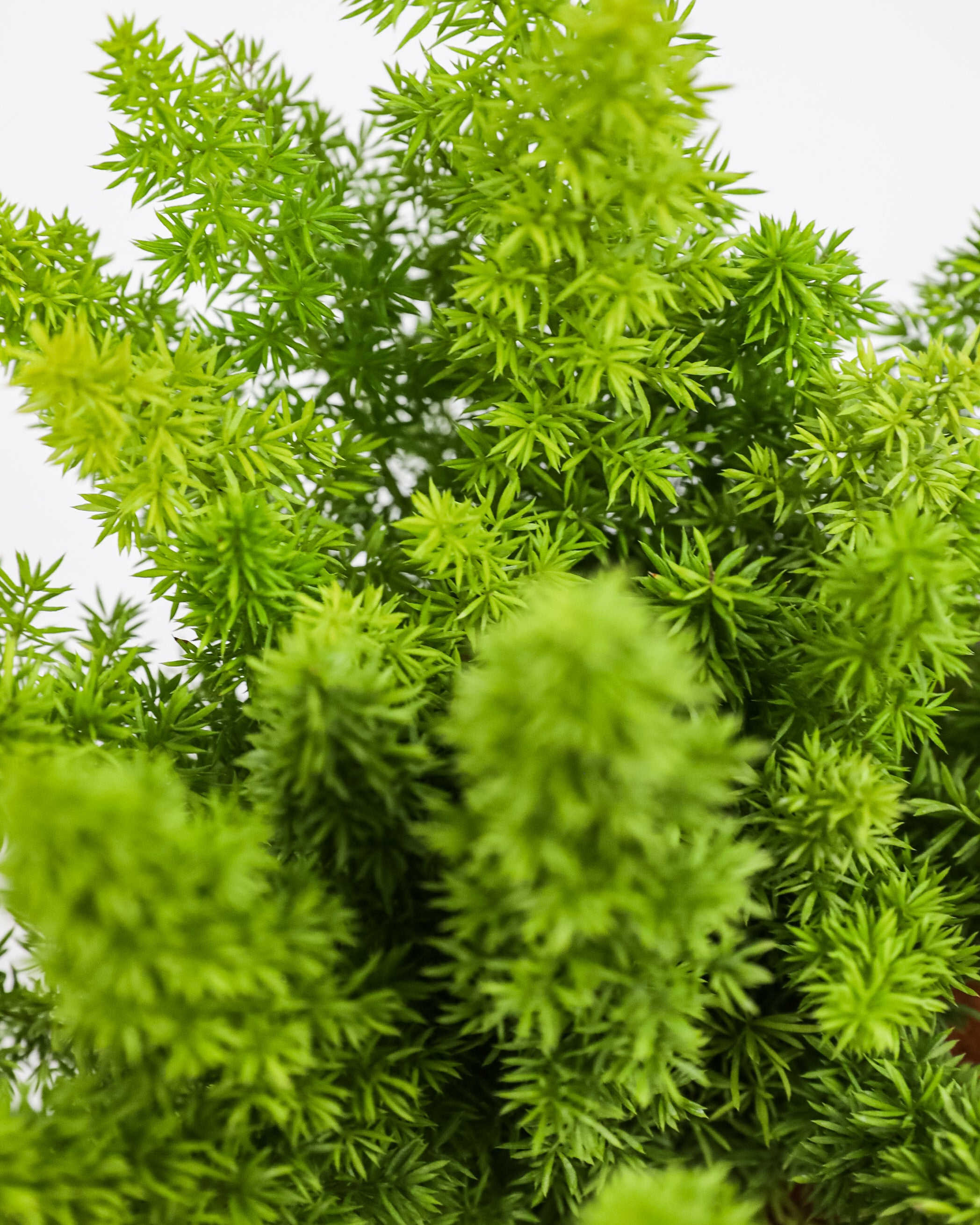 Foxtail Fern, Asparagus Fern