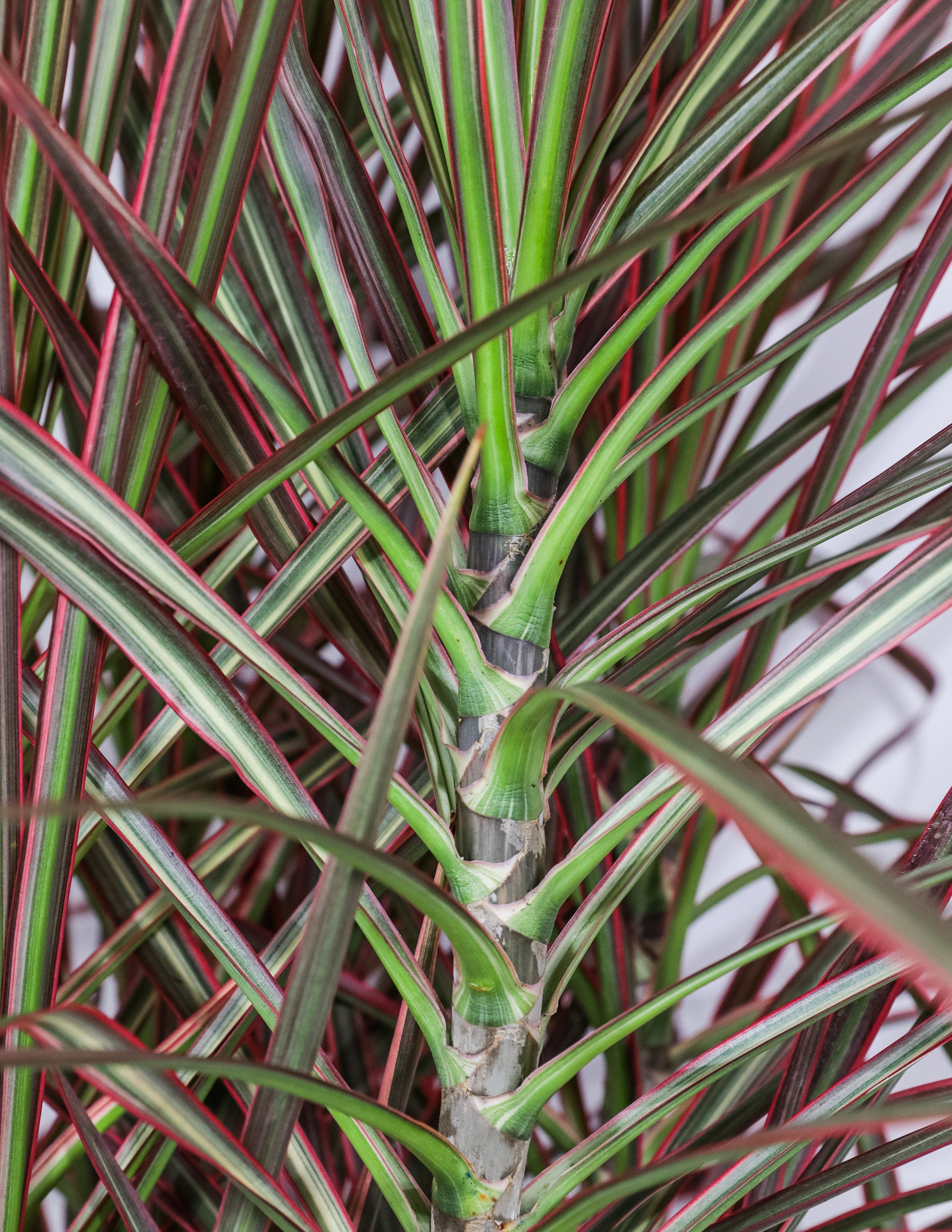 Dracaena Dragon Tree Colorama Bush