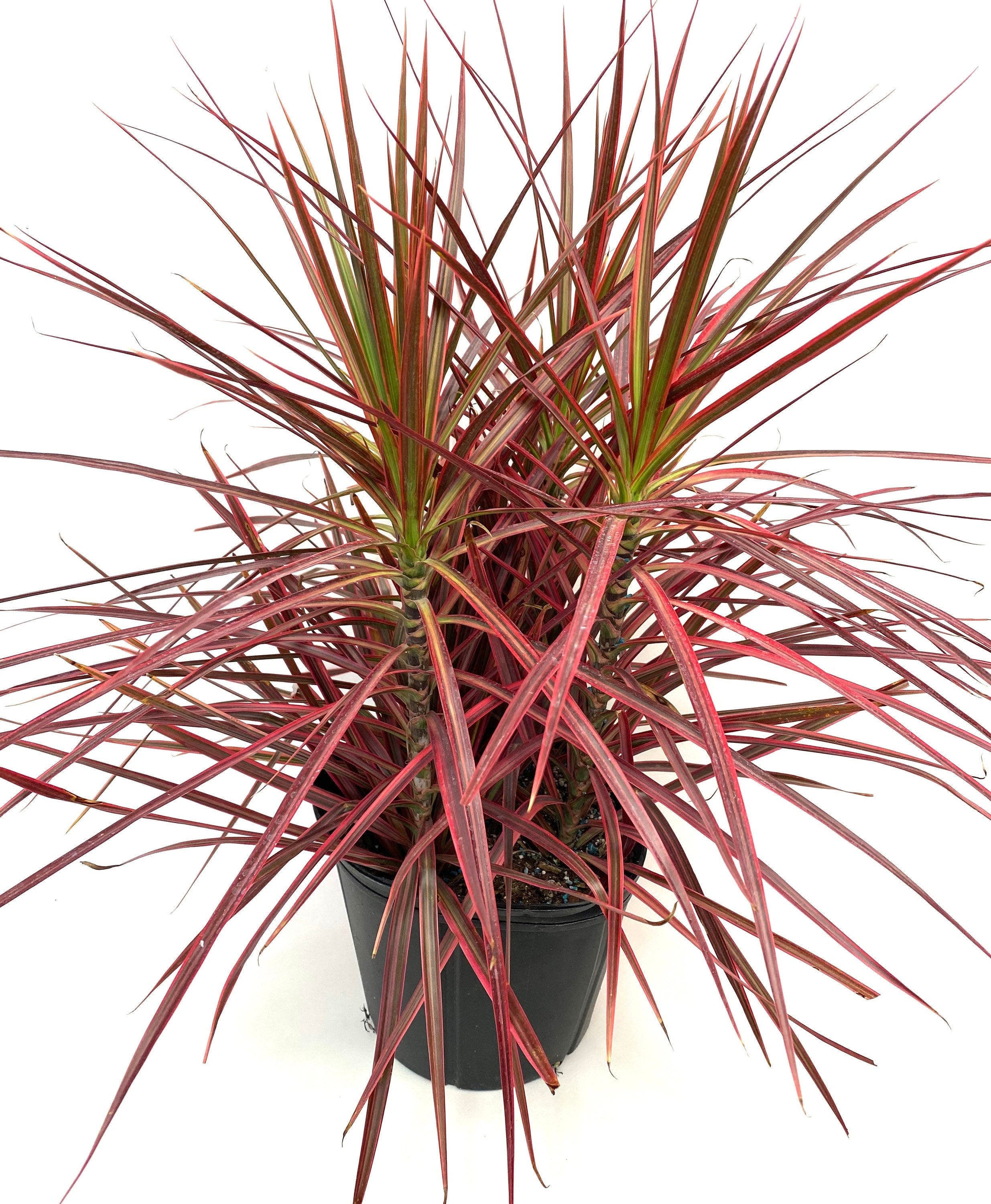 Dracaena Dragon Tree Colorama Bush