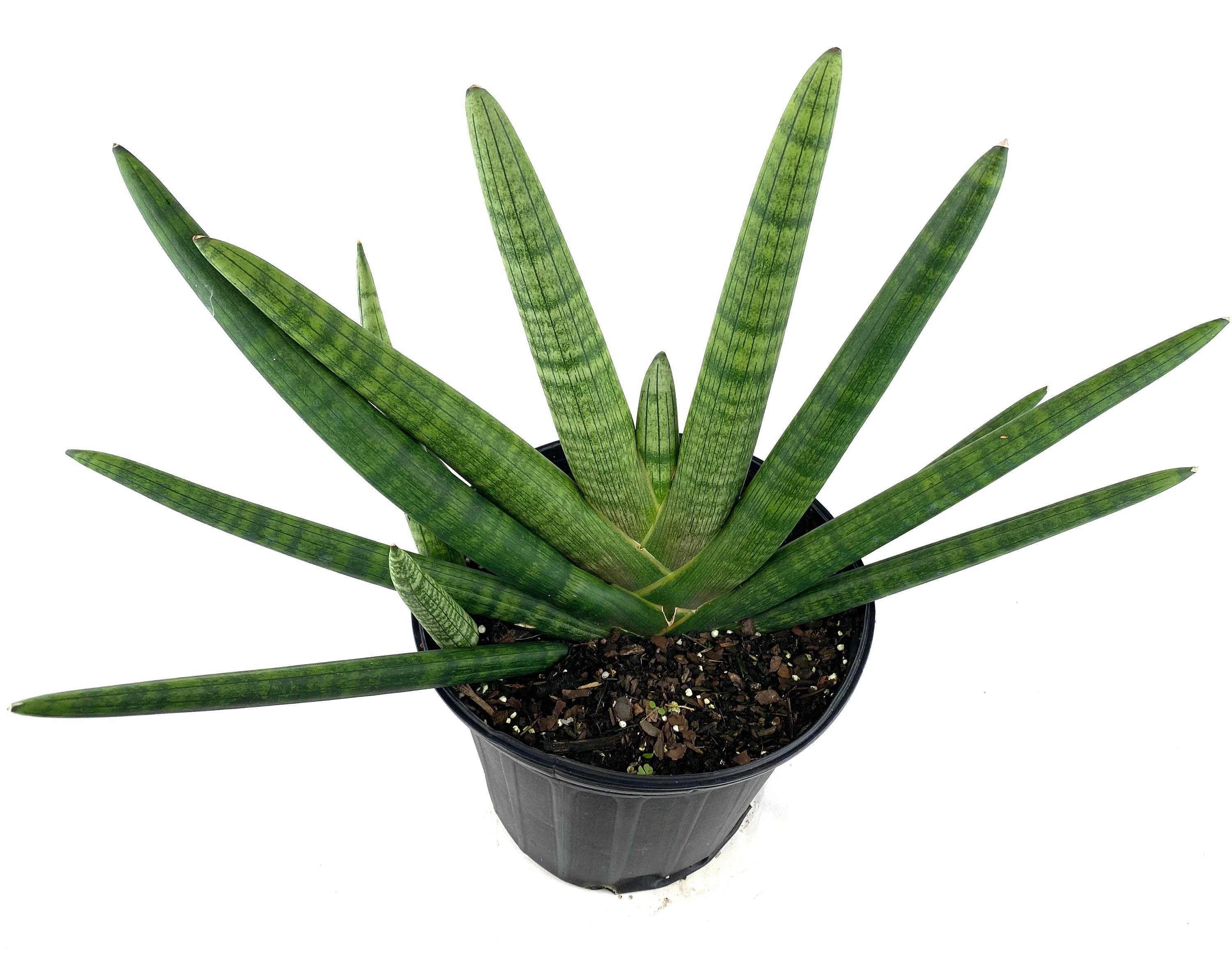 Sansevieria Starfish, Snake Plant, Deco Pot