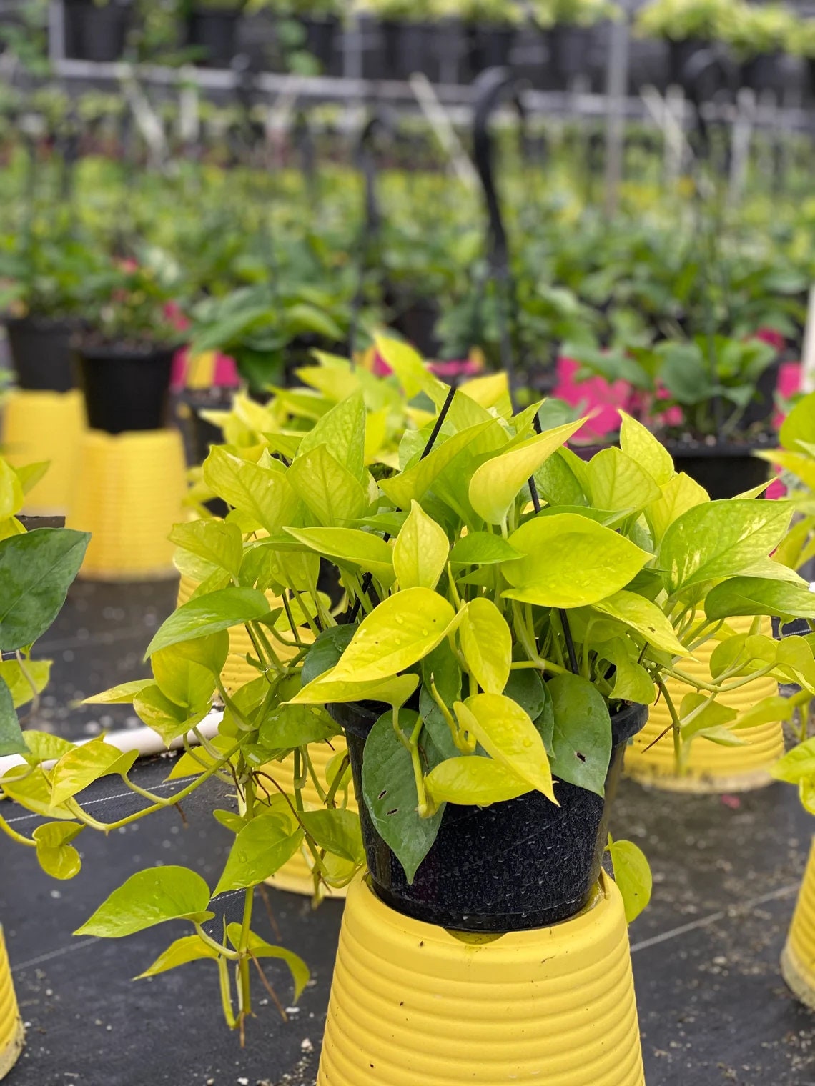 Pothos Neon in Hanging Basket, Stunning Vine Colors