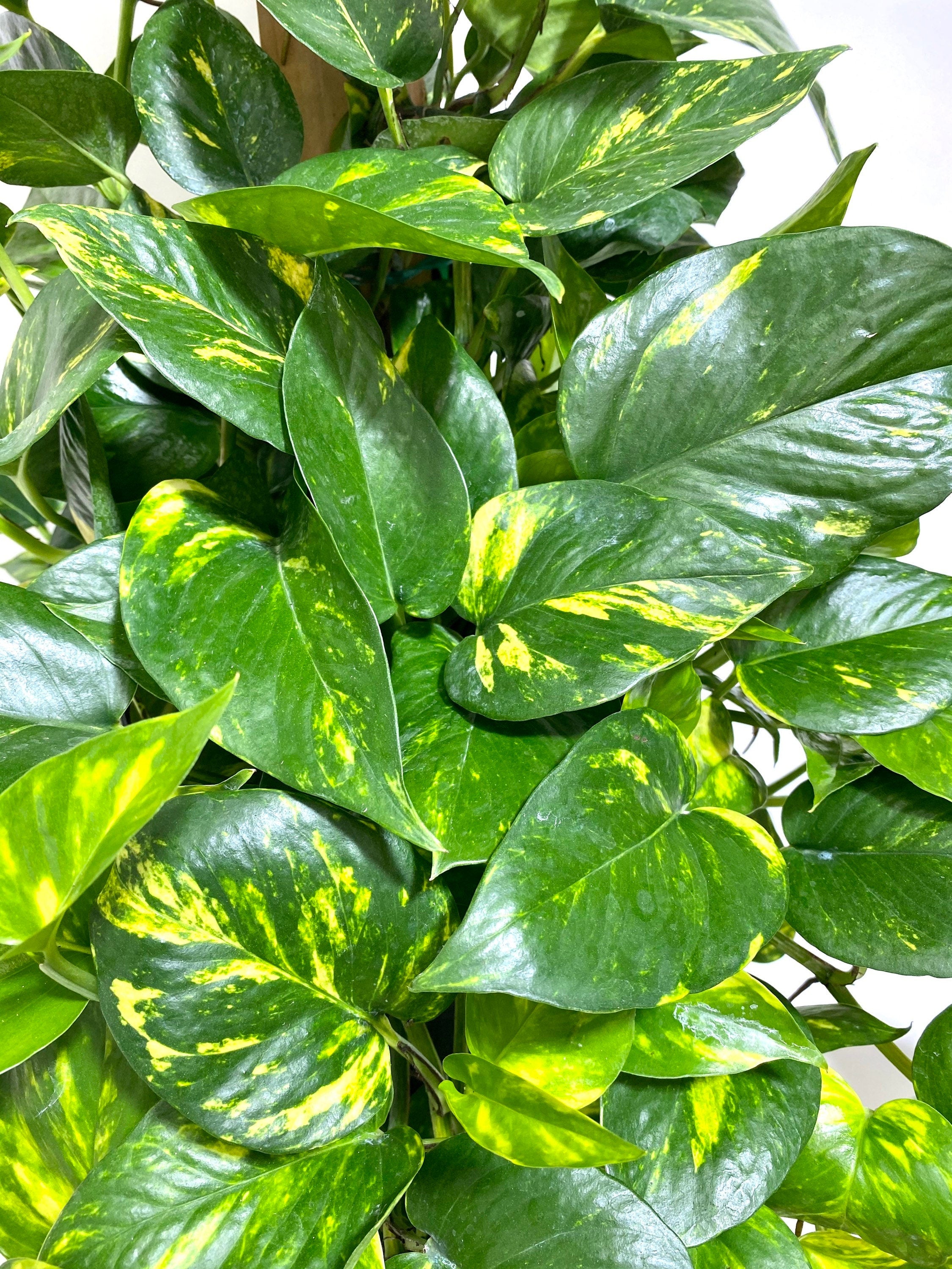 Golden Pothos in Trellis, Epipremnum Aureum