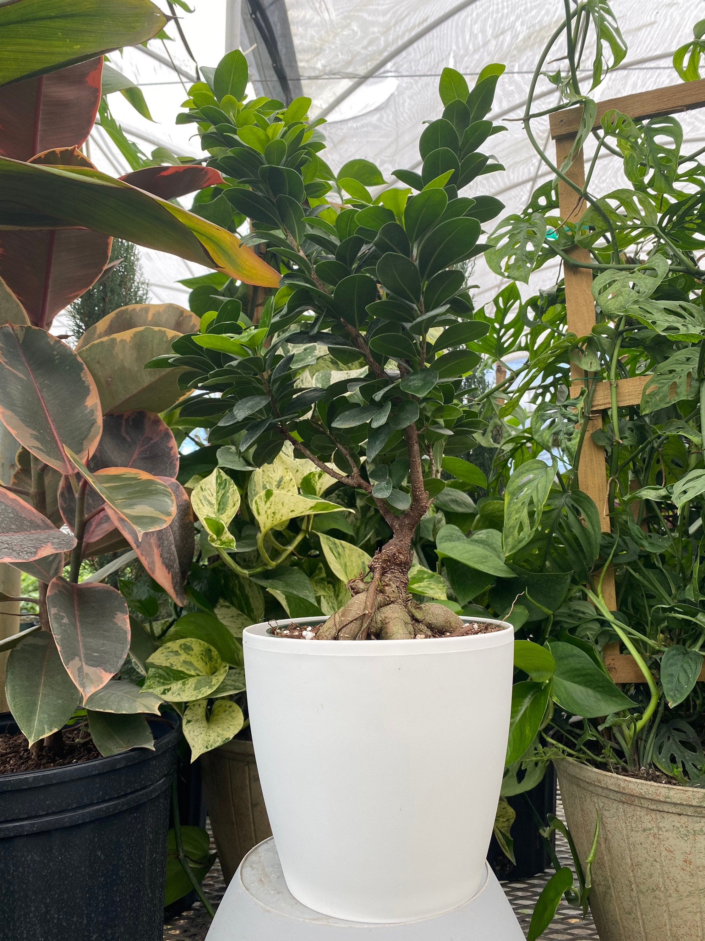 Ficus Ginseng Bonsai, Chinese Banyan Tree