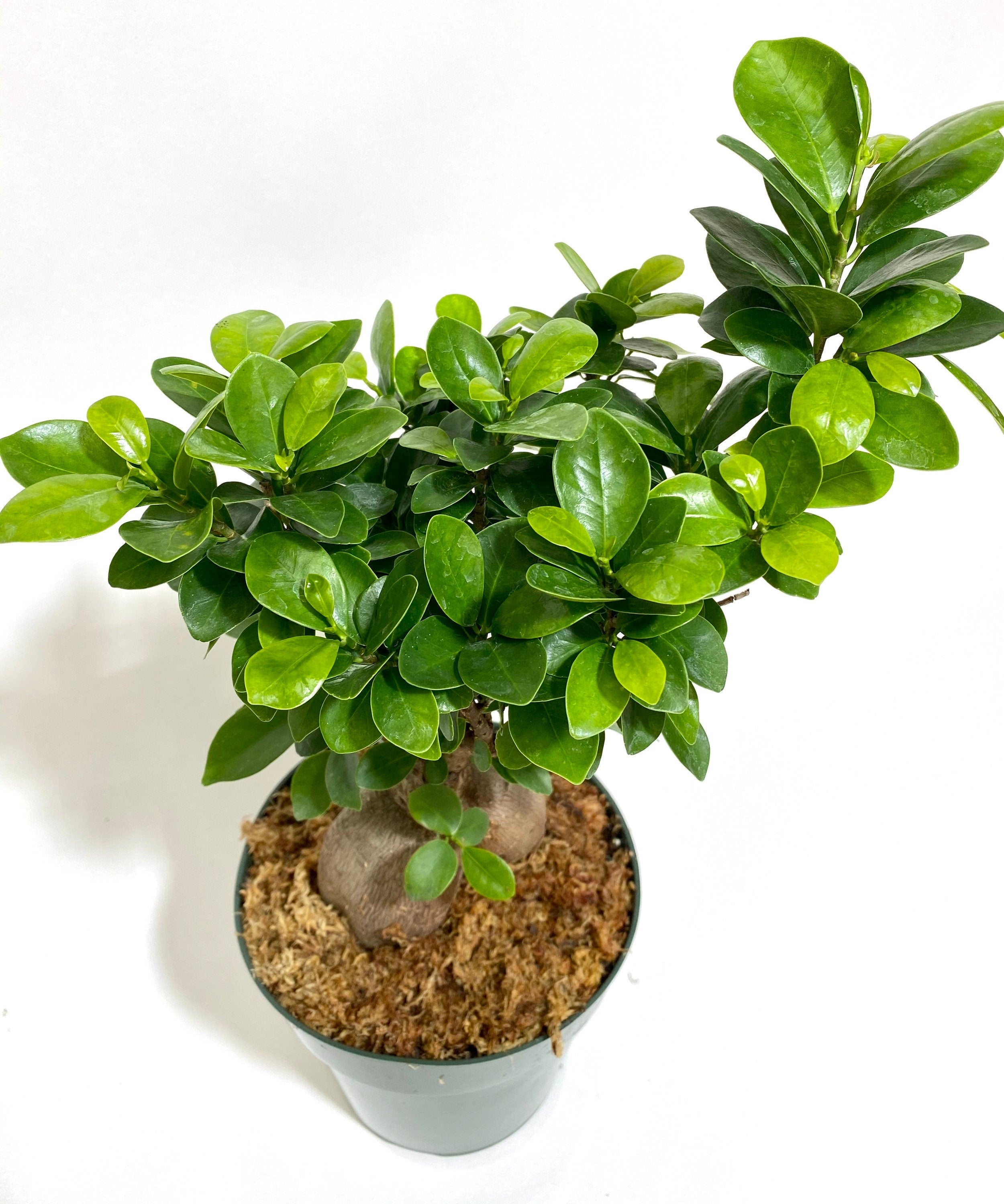 Ficus Ginseng Bonsai, Chinese Banyan Tree