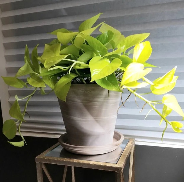 Pothos Neon in Hanging Basket, Stunning Vine Colors