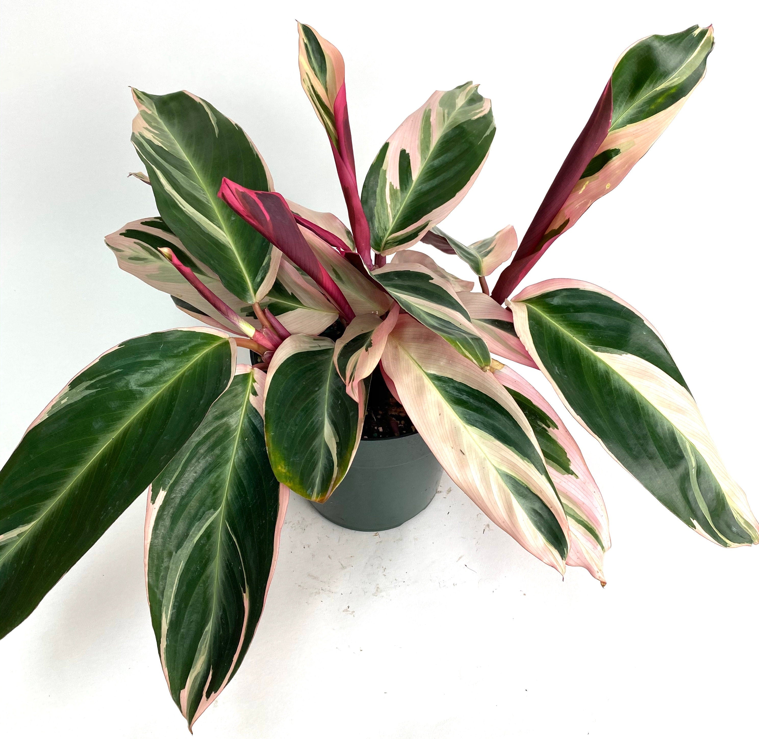 Stromanthe Tricolor, Purple Prayer Plant