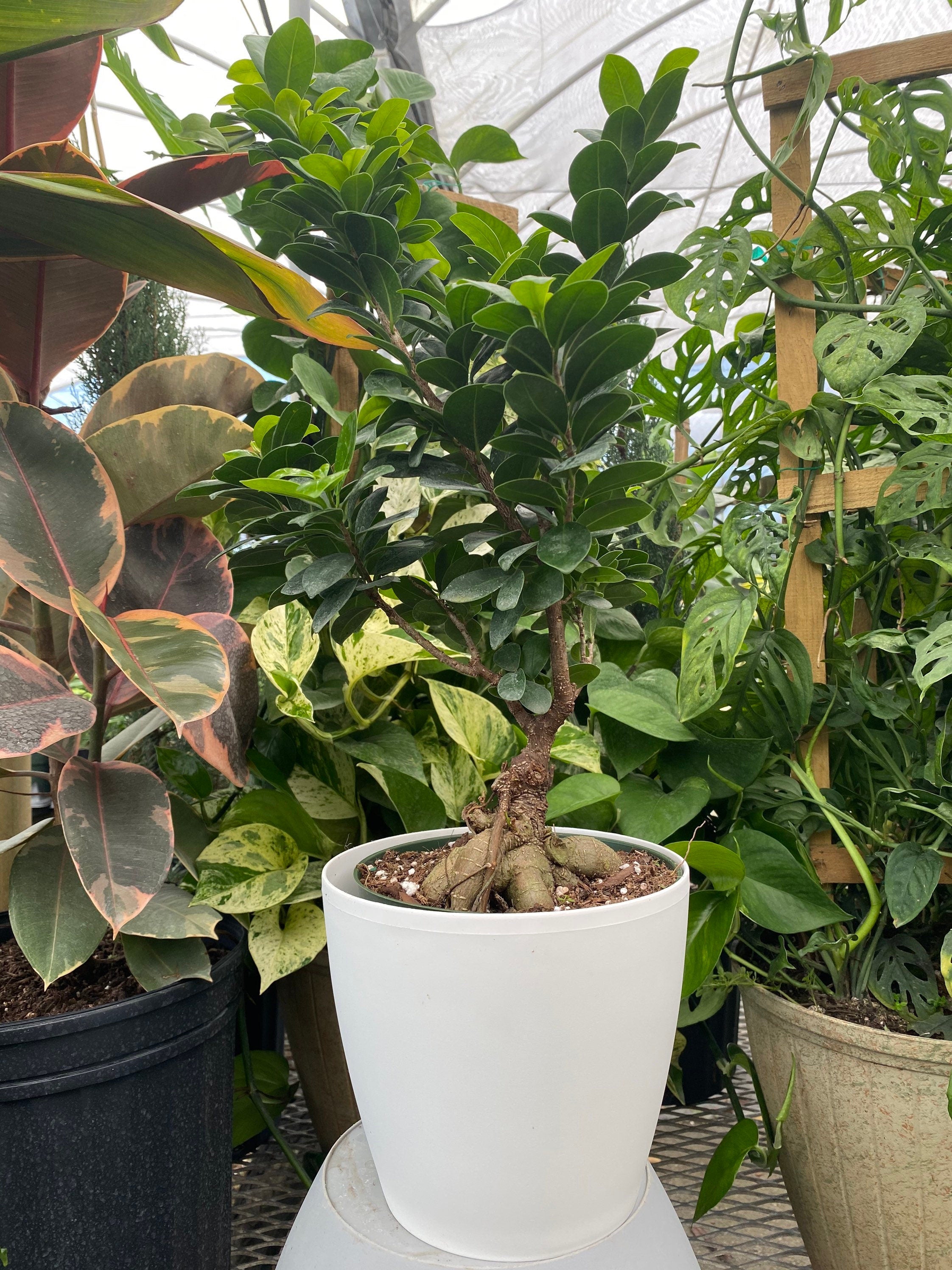 Ficus Ginseng Bonsai, Chinese Banyan Tree