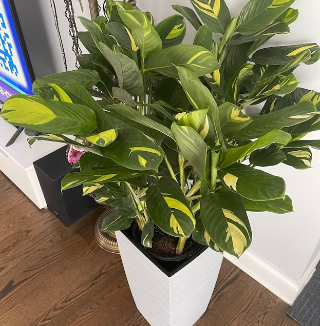 Ctenanthe Lubbersiana, Live Indoor Plant