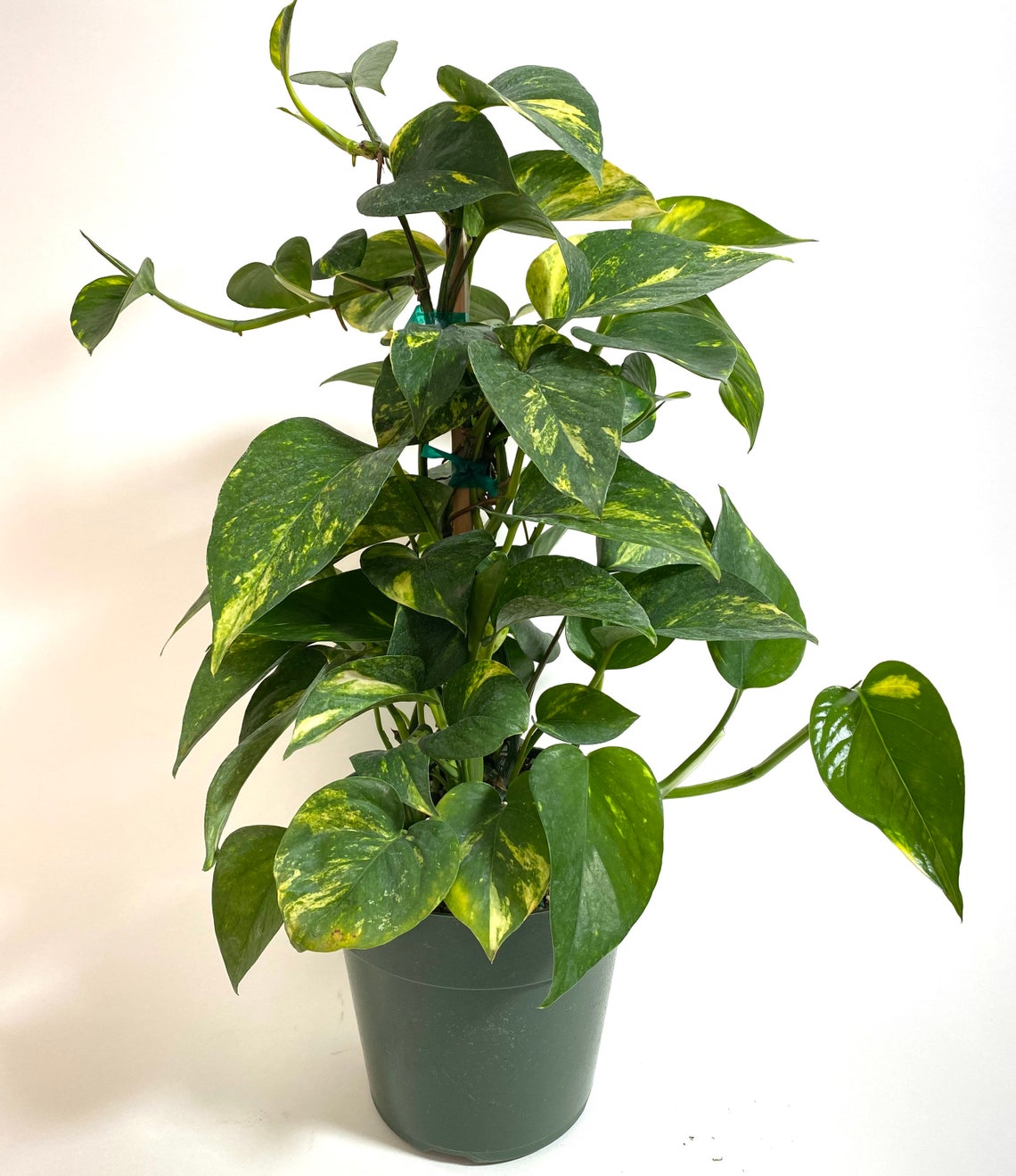 Golden Pothos in Trellis, Epipremnum Aureum