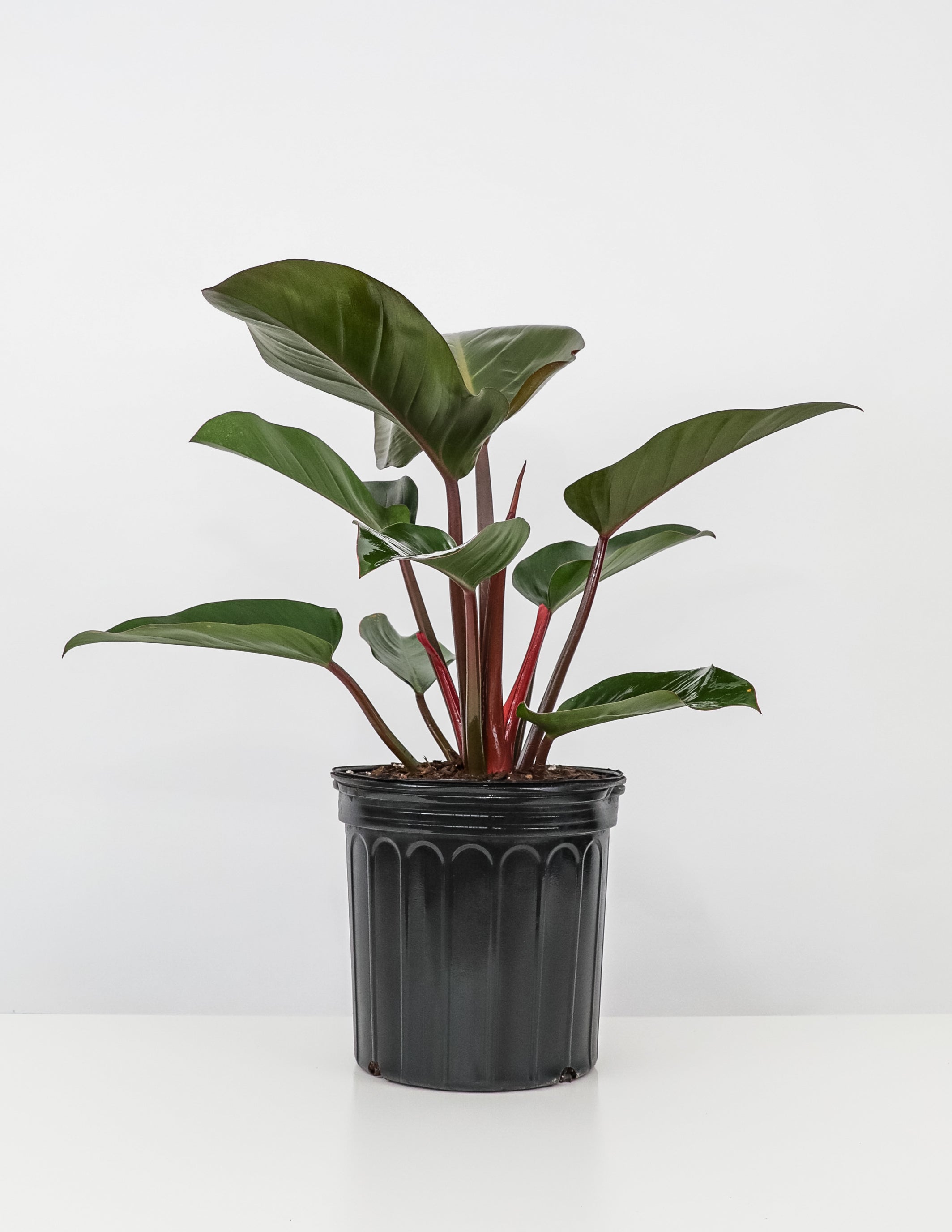 Philodendron Red Congo, Tropical Forest Plant