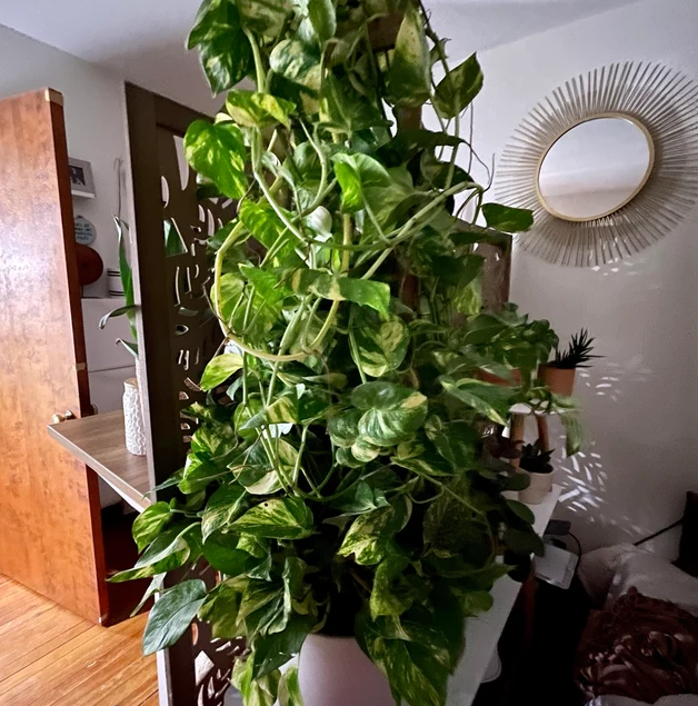 Golden Pothos in Trellis, Epipremnum Aureum