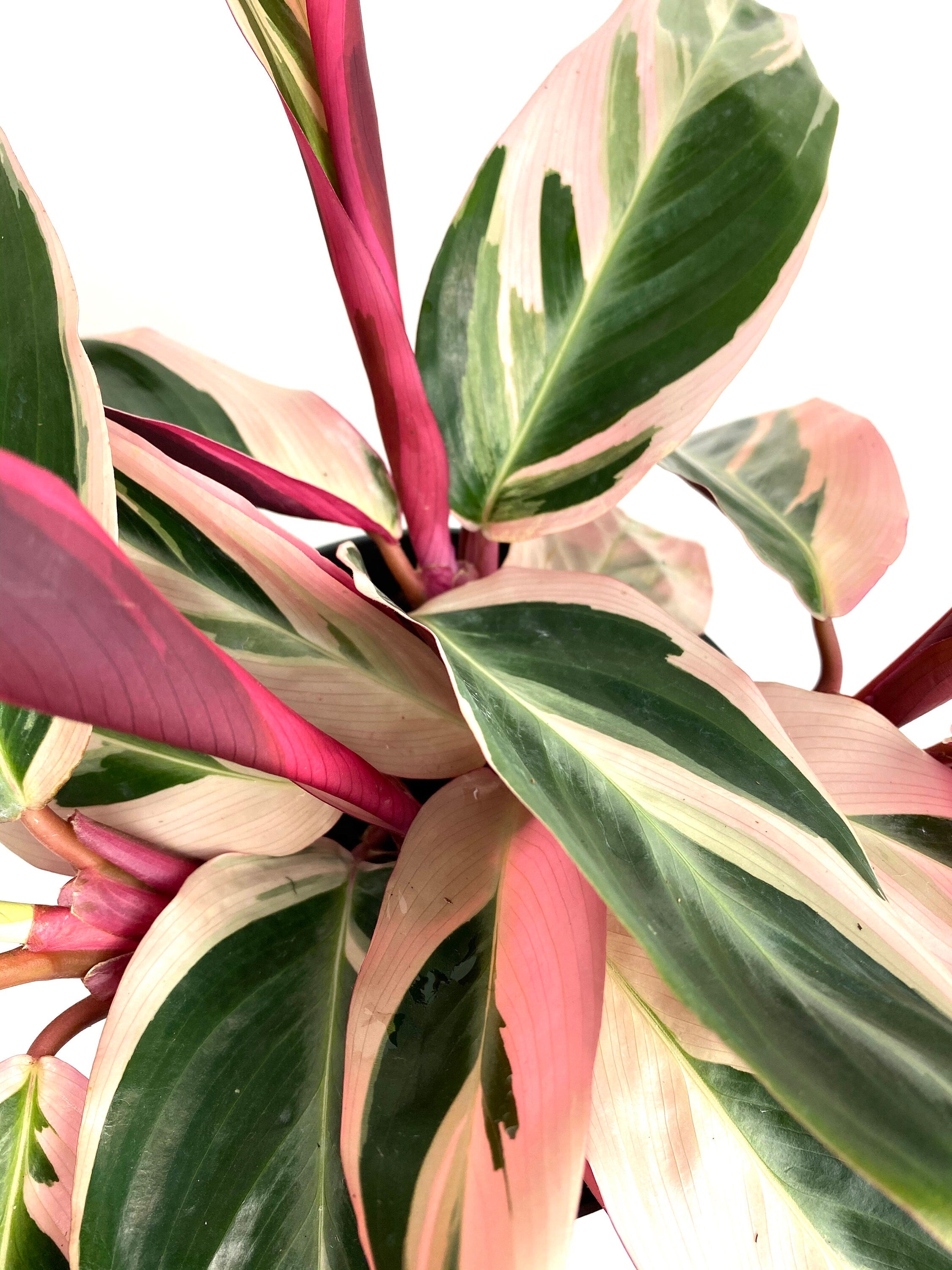 Stromanthe Tricolor, Purple Prayer Plant