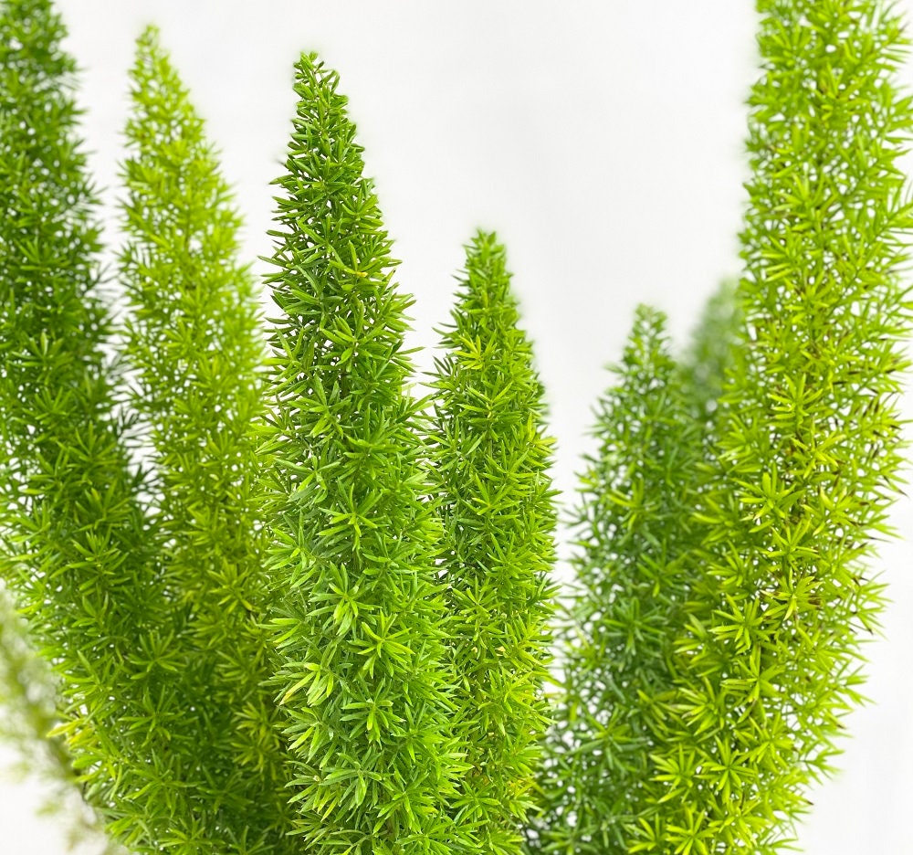 Foxtail Fern, Asparagus Fern