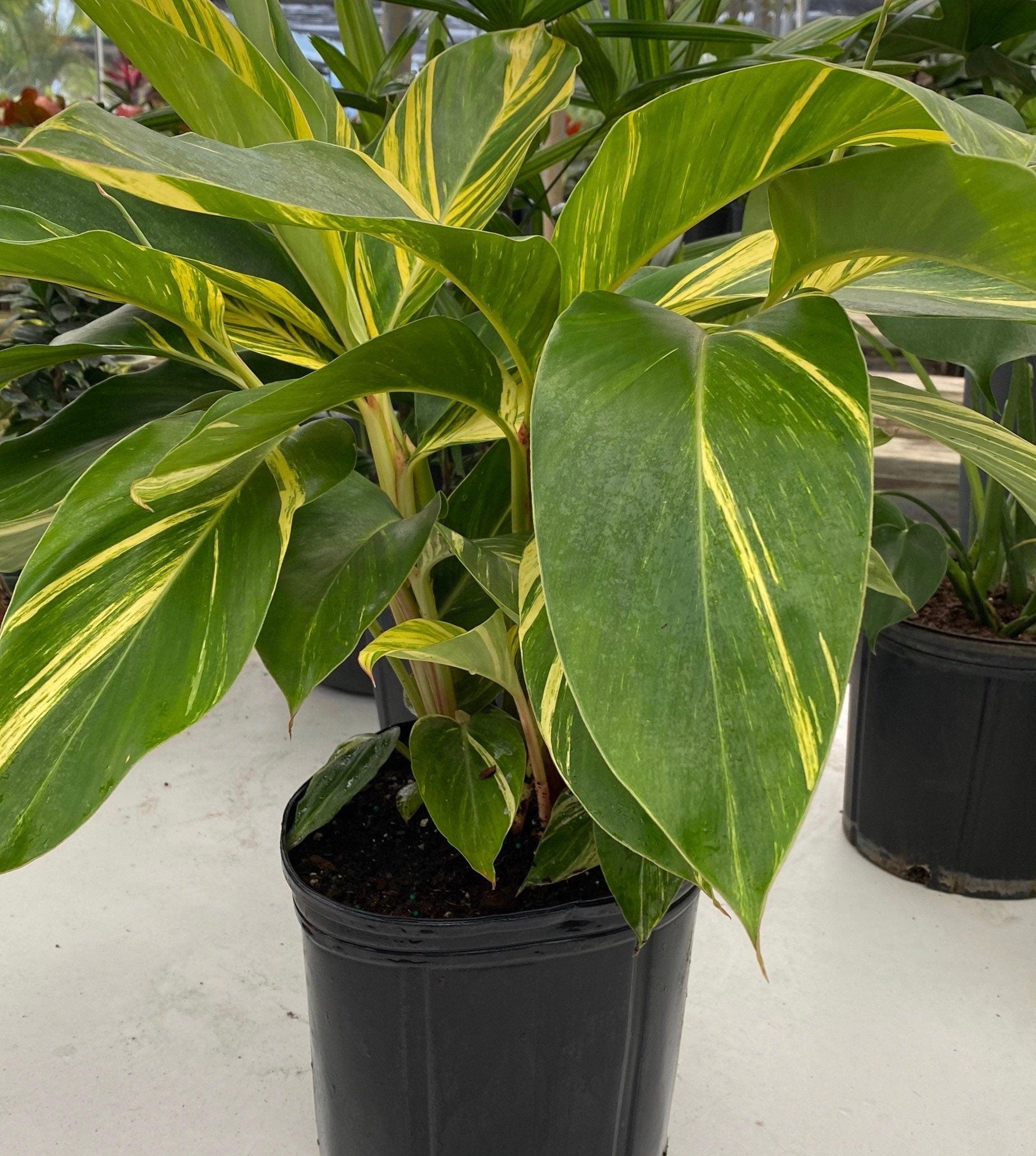 Ginger Shell Variegated, Live Tropical Prayer Plant