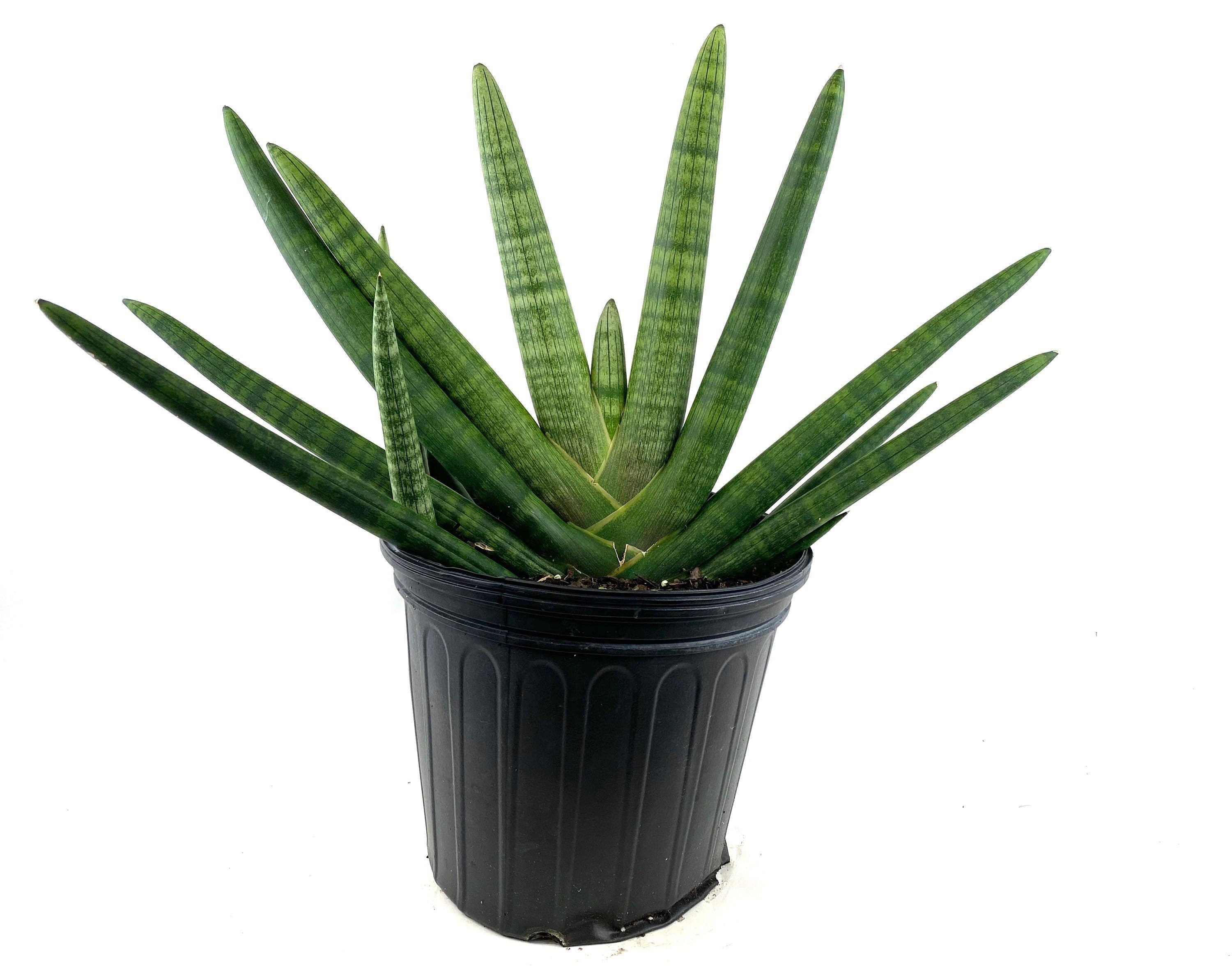 Sansevieria Starfish, Snake Plant, Deco Pot