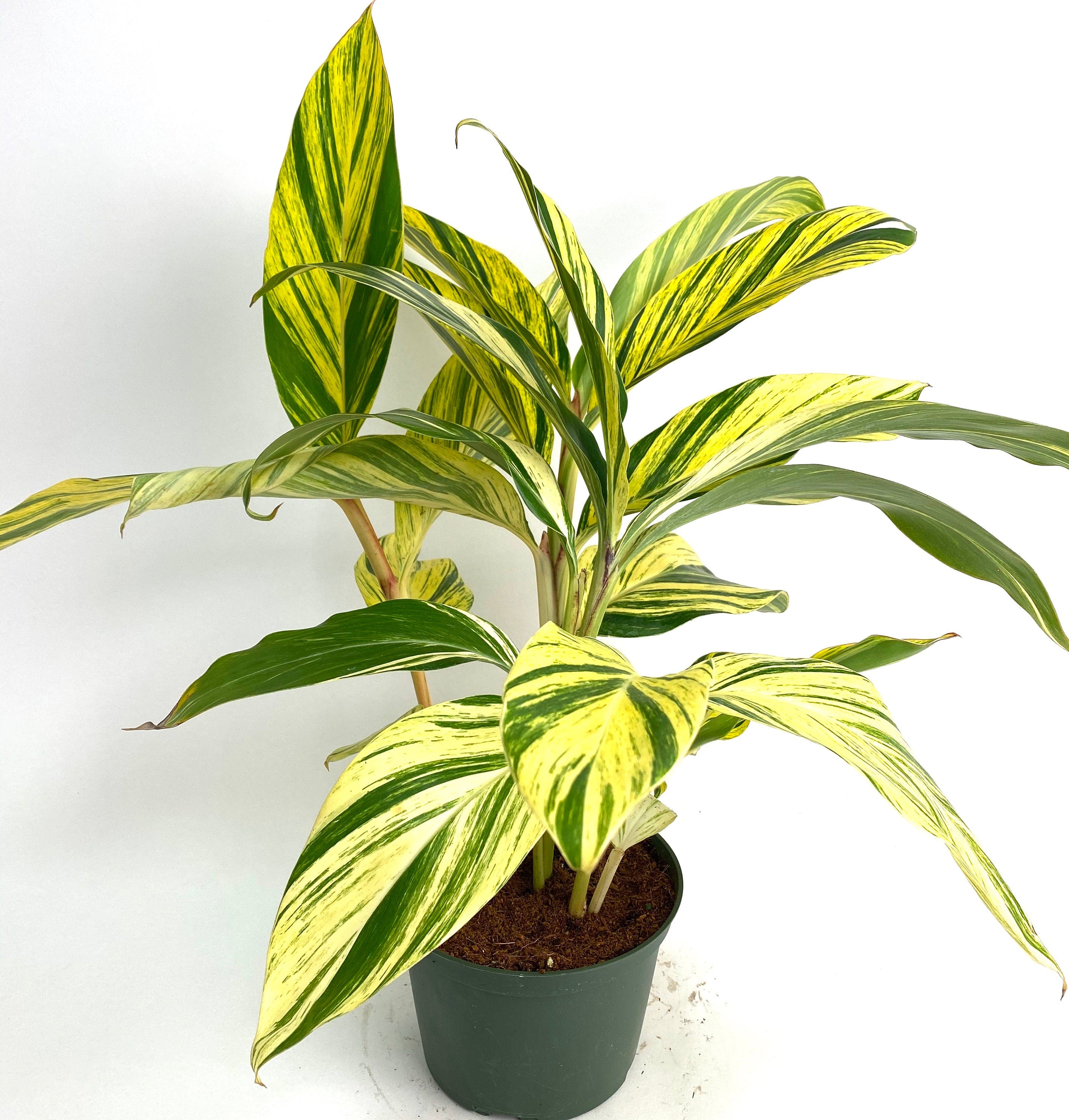 Ginger Shell Variegated, Live Tropical Prayer Plant