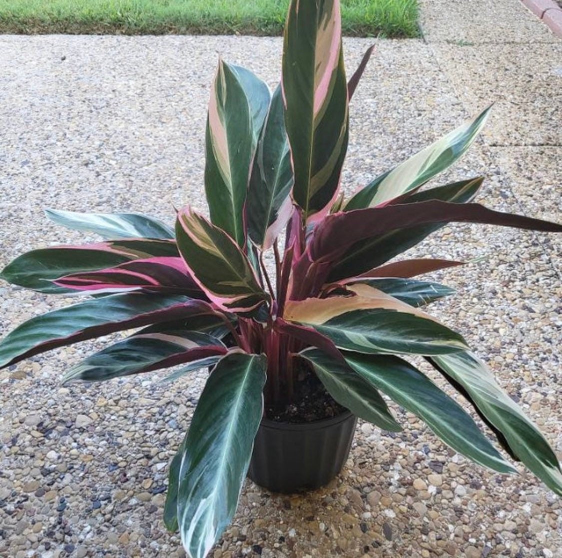 Stromanthe Tricolor, Purple Prayer Plant