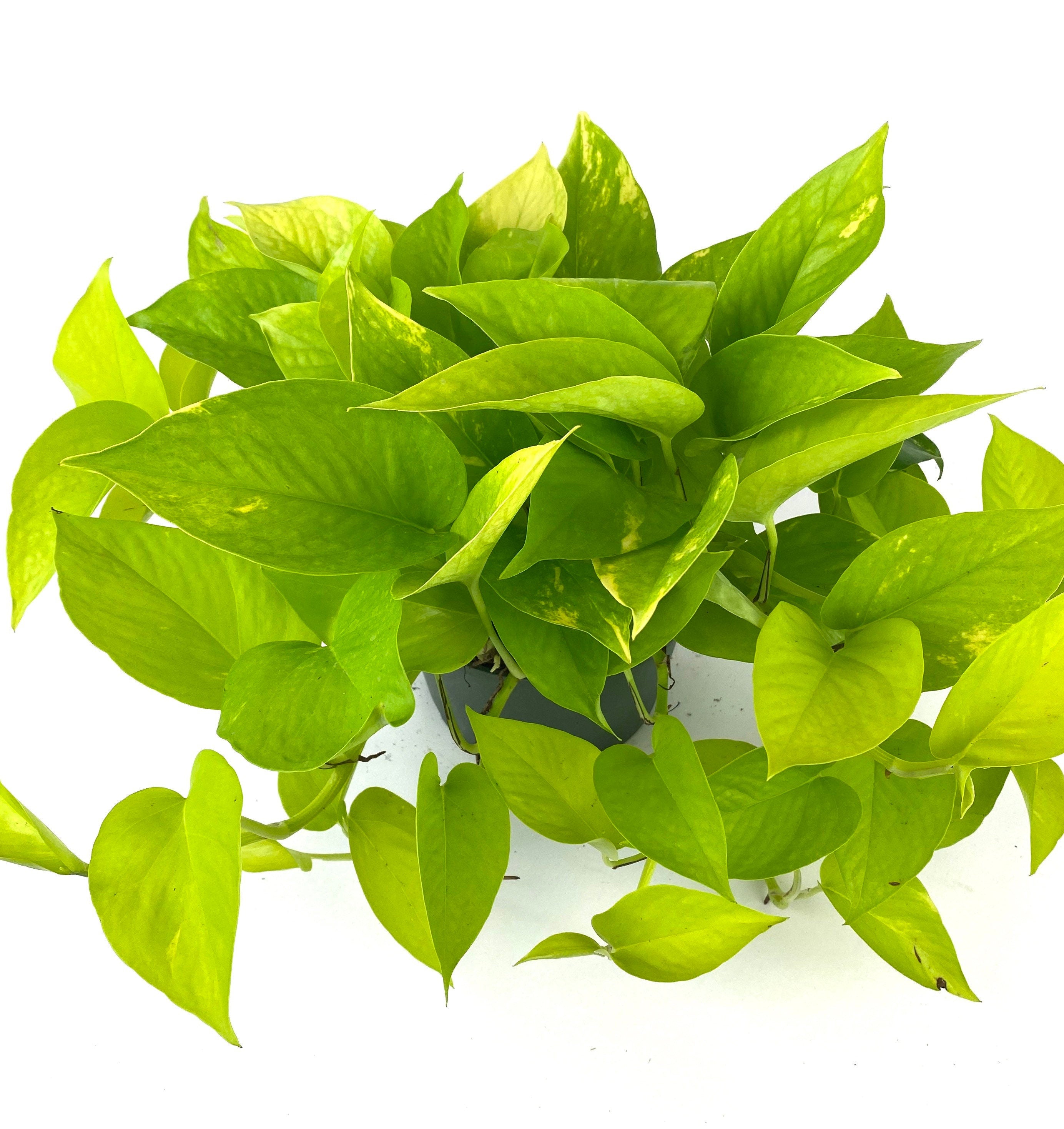 Pothos Neon in Hanging Basket, Stunning Vine Colors