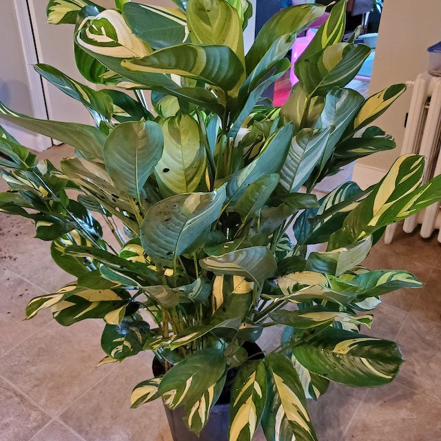 Ctenanthe Lubbersiana, Live Indoor Plant