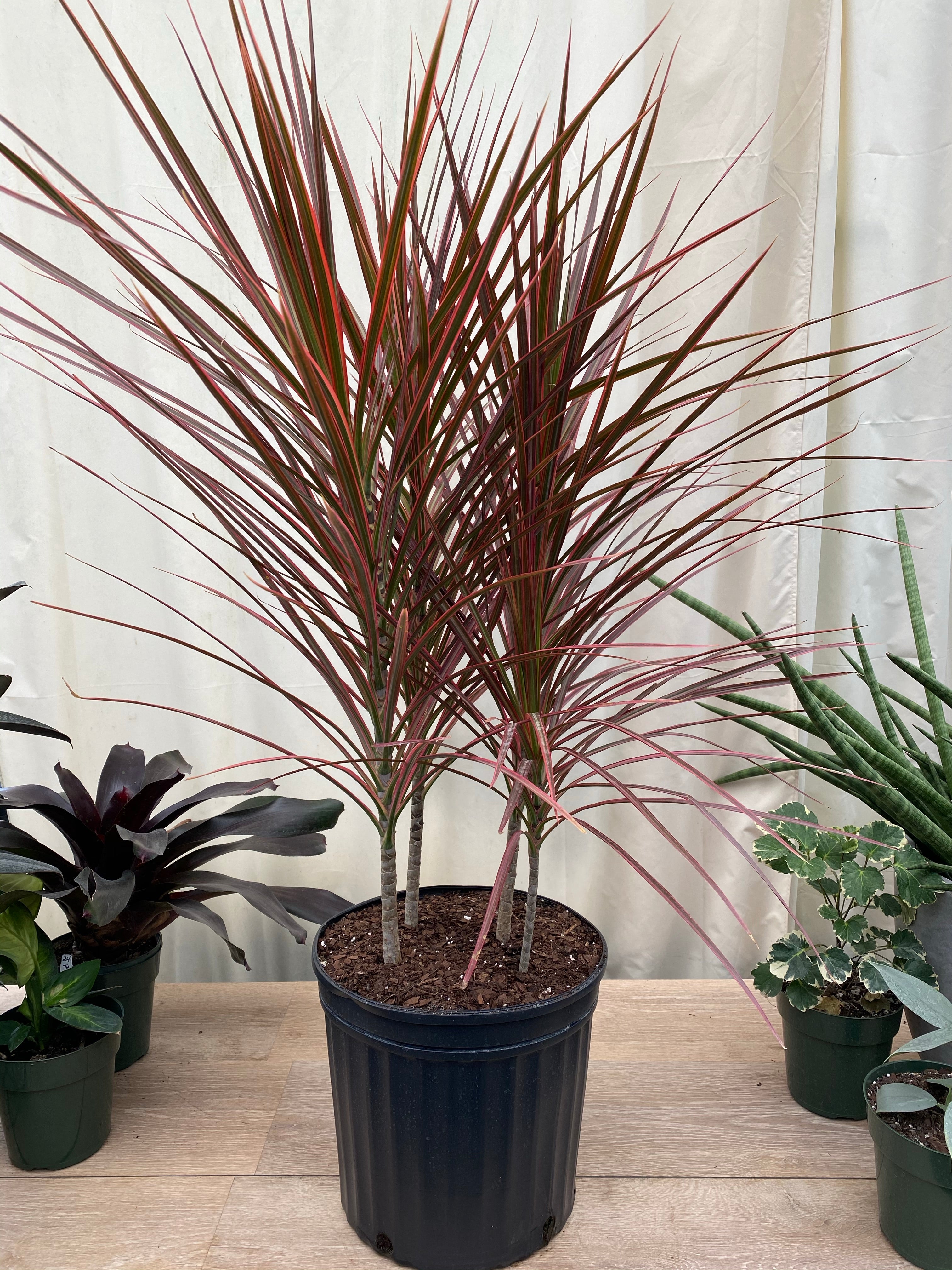 Dracaena Dragon Tree Colorama Bush