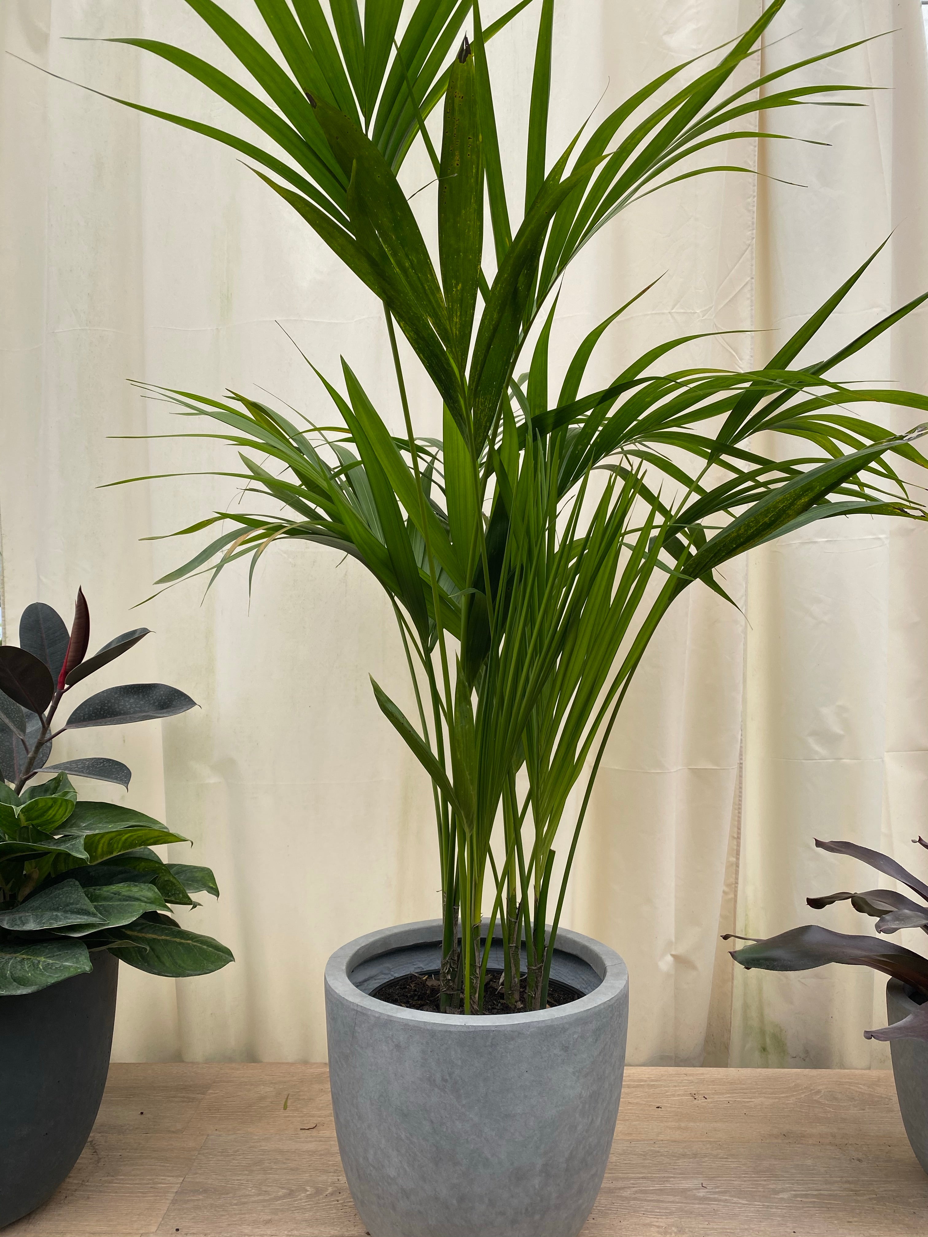 Kentia Palm, Howea Forsteriana, Exotic and Rare