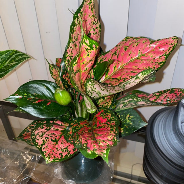 Aglaonema Red Valentine, Chinese Evergreen