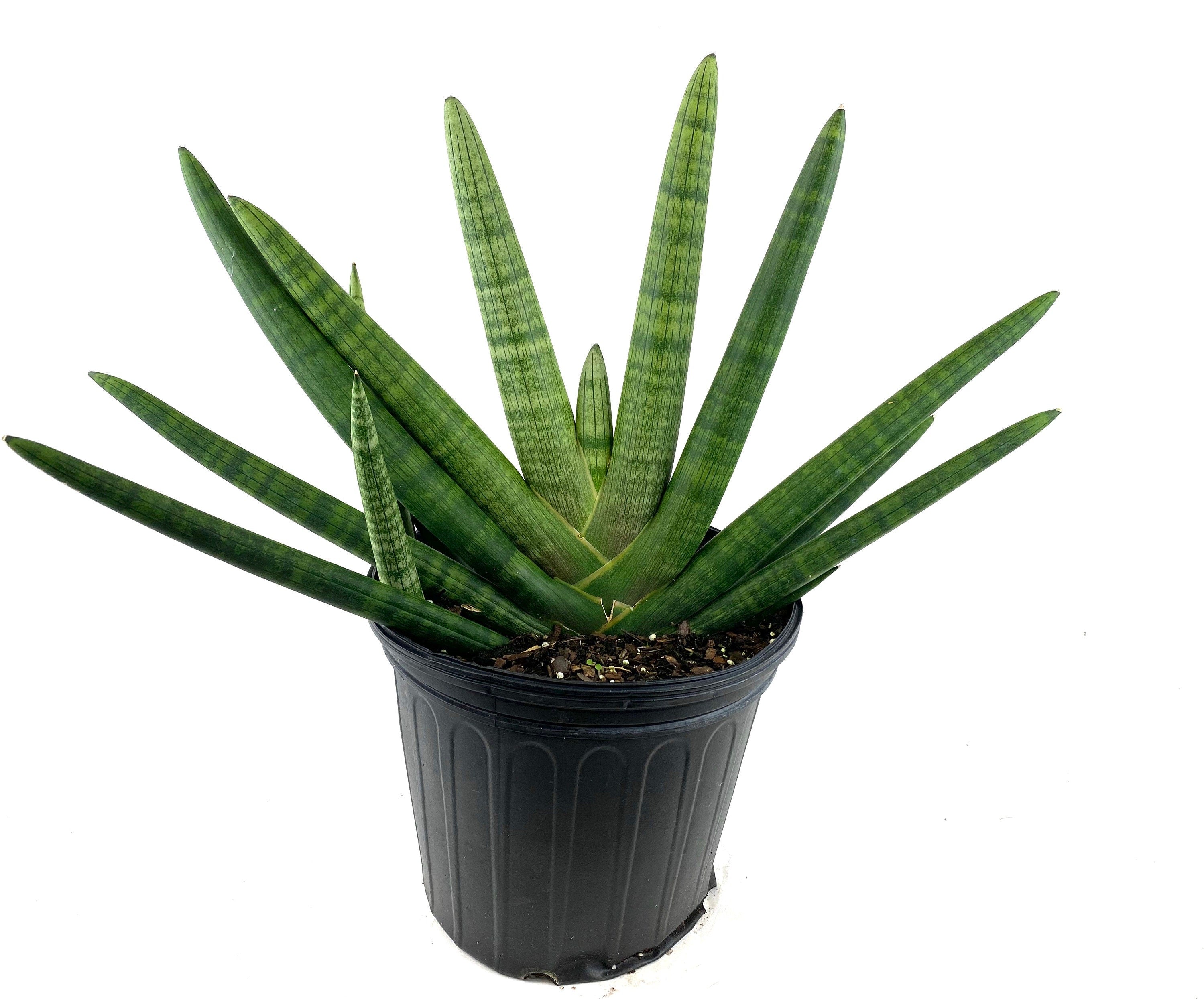 Sansevieria Starfish, Boncel Cylindrica, Snake Plant