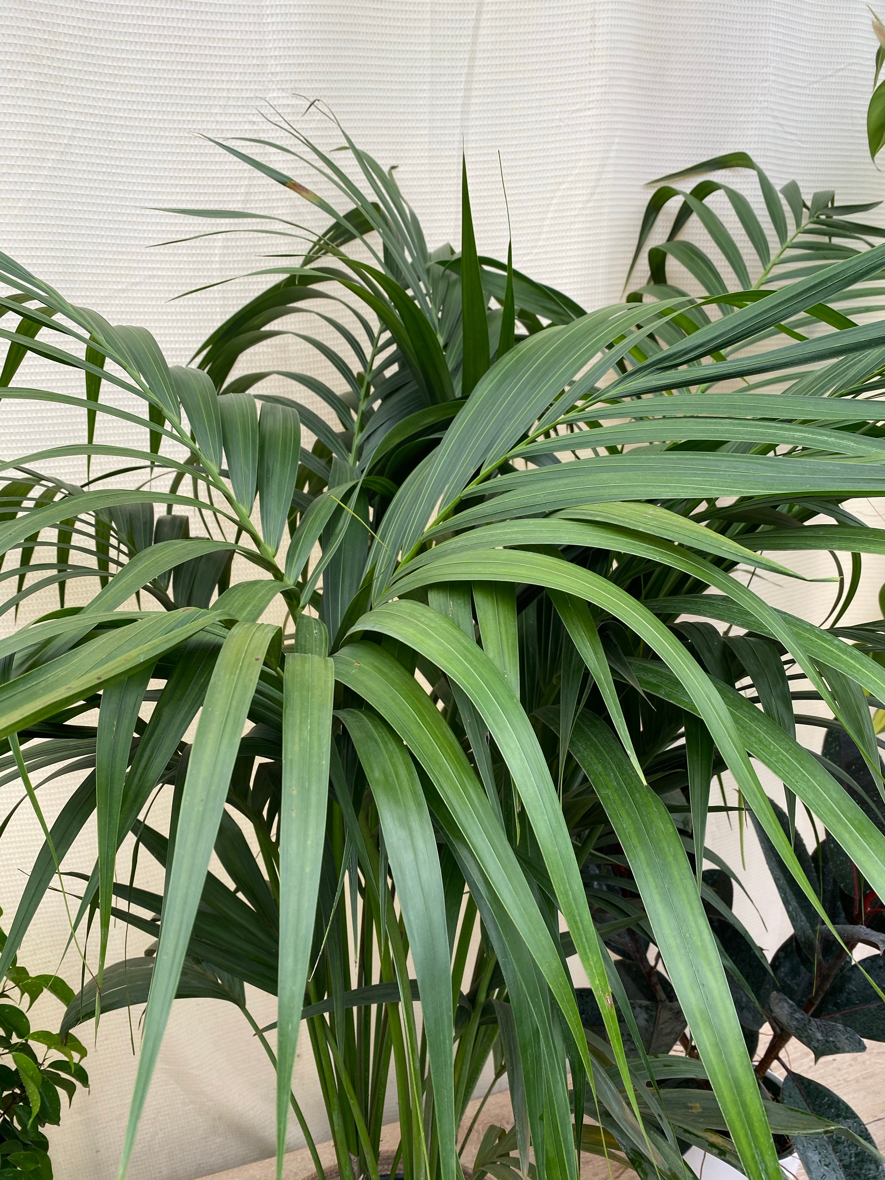 Kentia Palm, Howea Forsteriana, Exotic and Rare