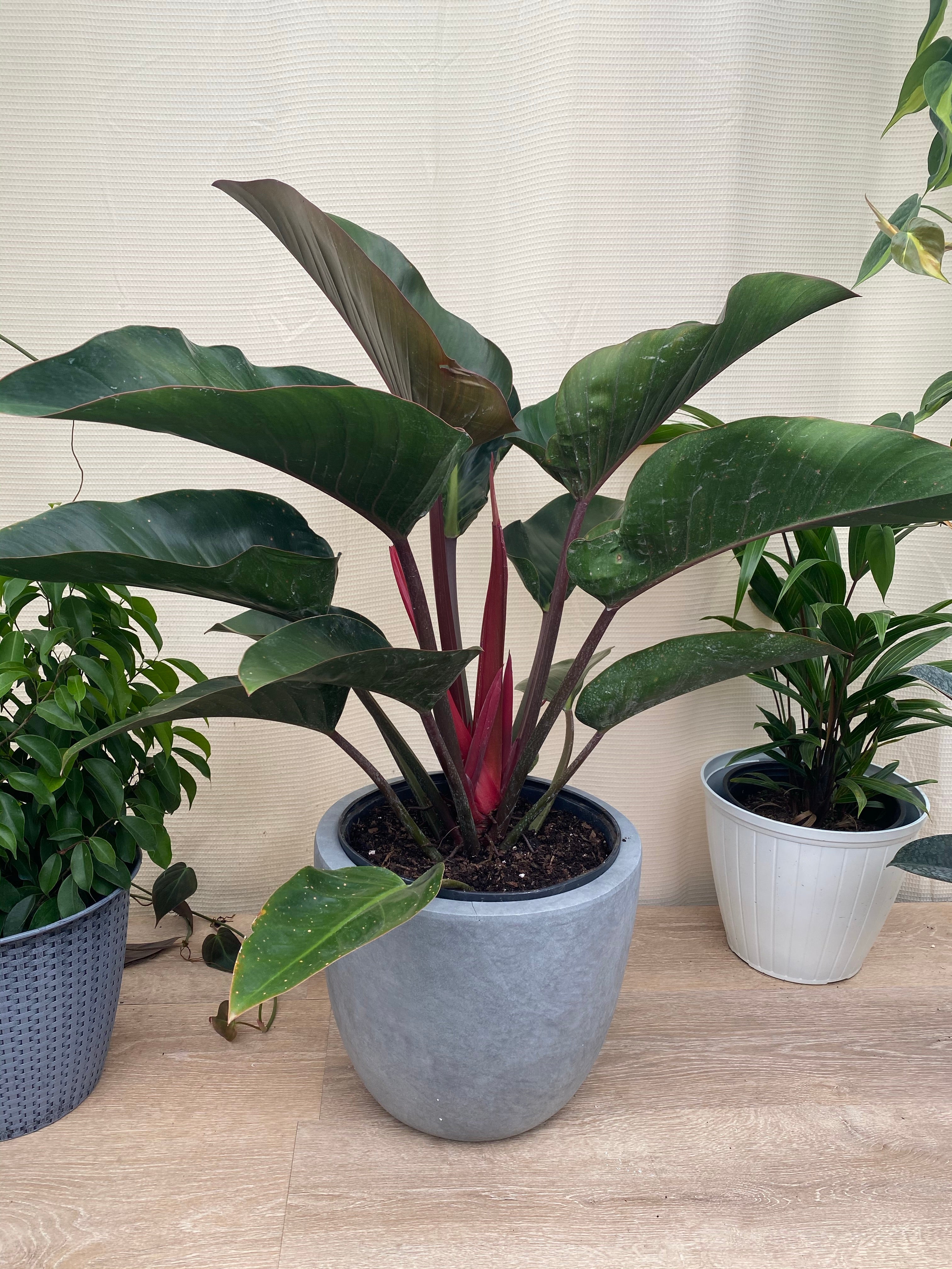 Philodendron Red Congo, Tropical Forest Plant