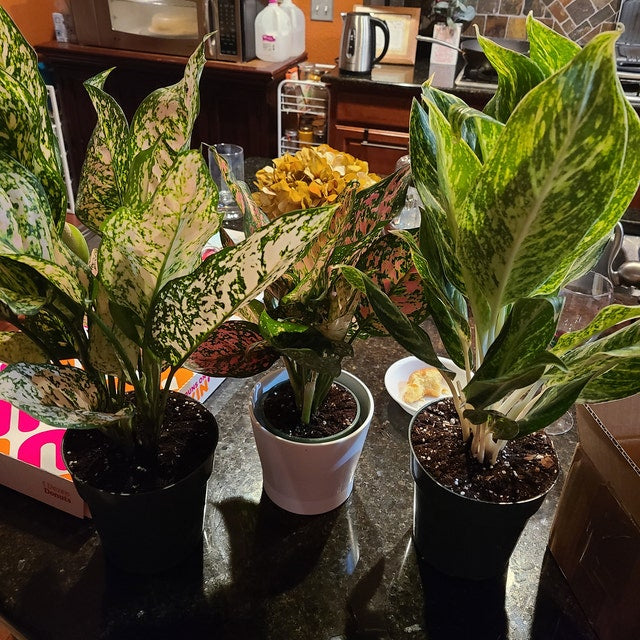 Aglaonema Red Valentine, Chinese Evergreen