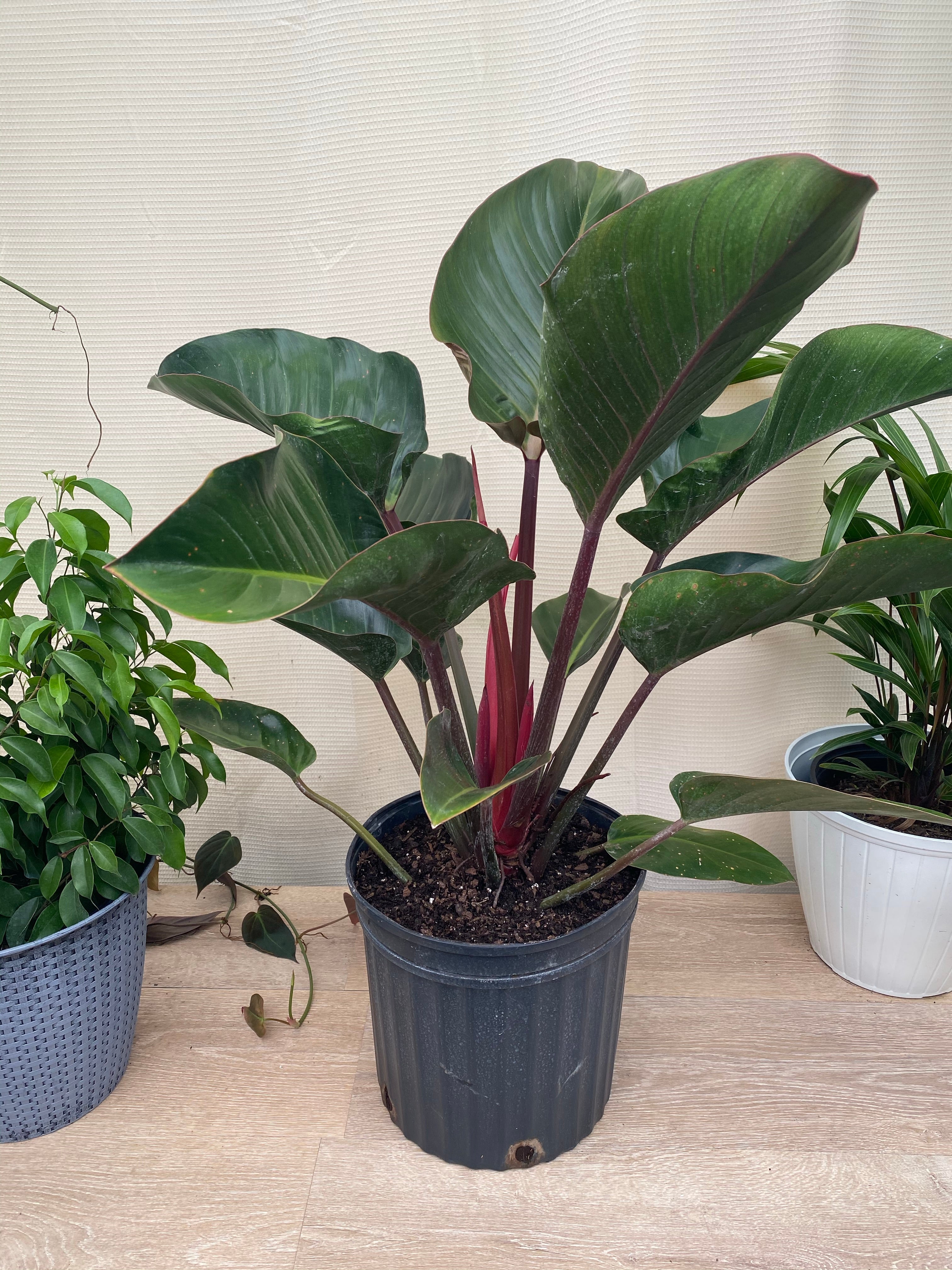 Philodendron Red Congo, Tropical Forest Plant