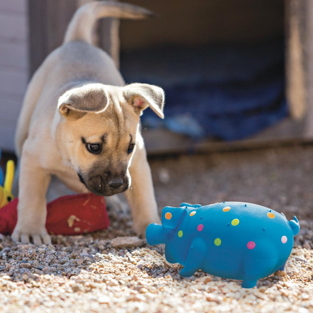 Playful Buddy Pigglesworth Latex Dog Toy, Grunting Noise, Color May Vary