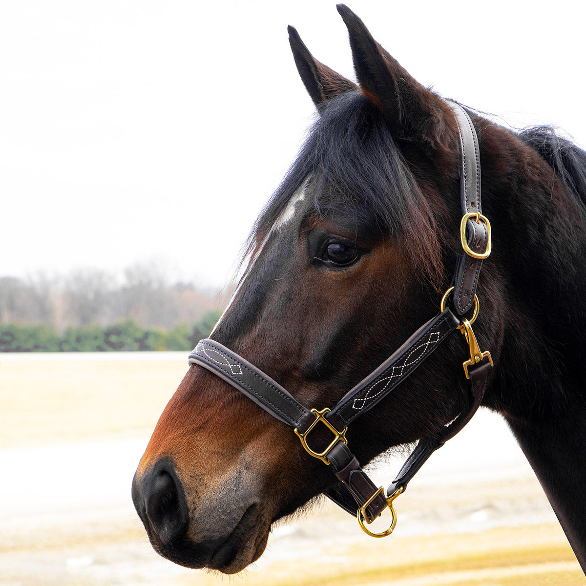 Quiet Creek Oxford Fancy Padded Leather Halter - Havana